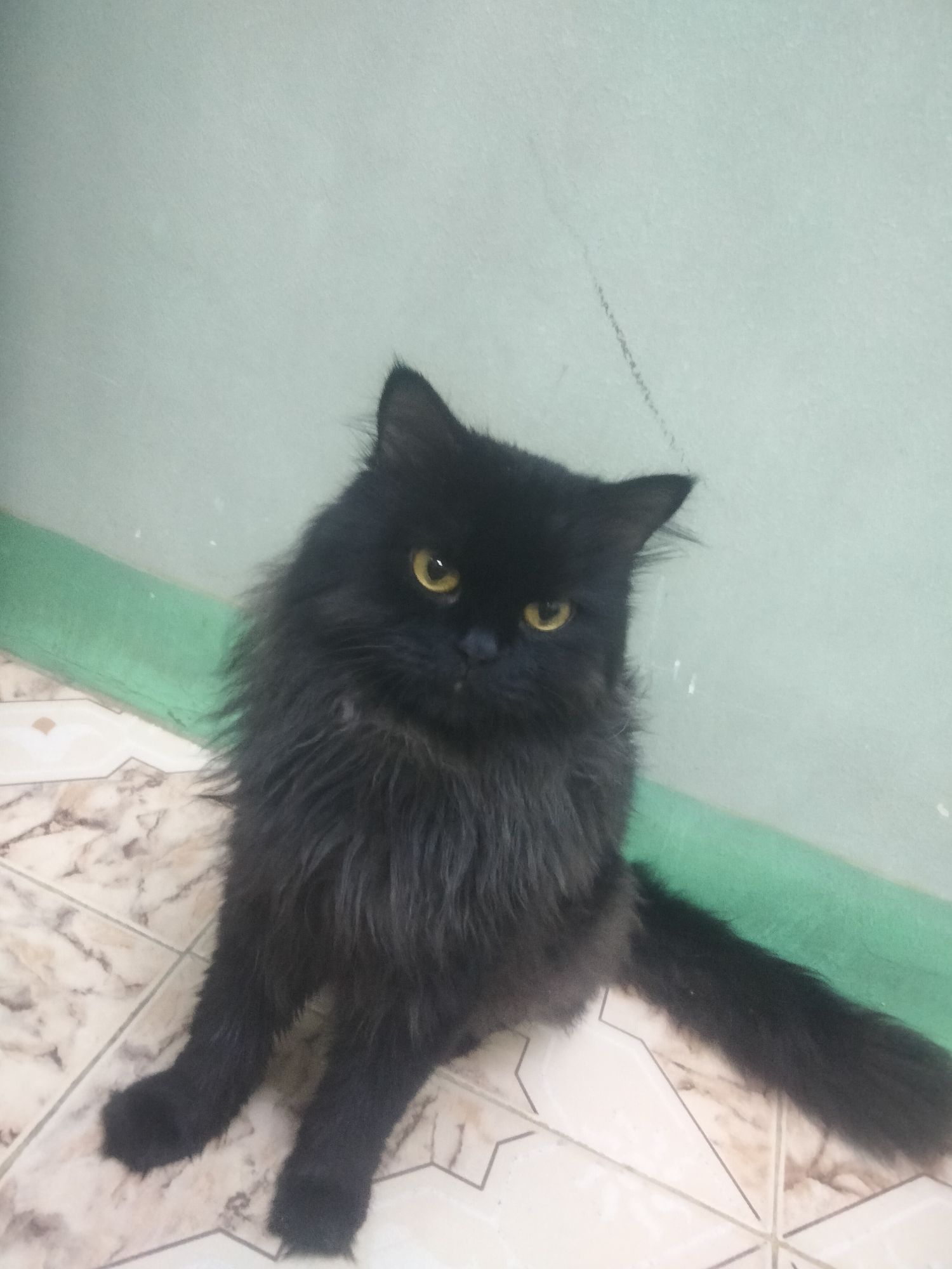 بكار 2