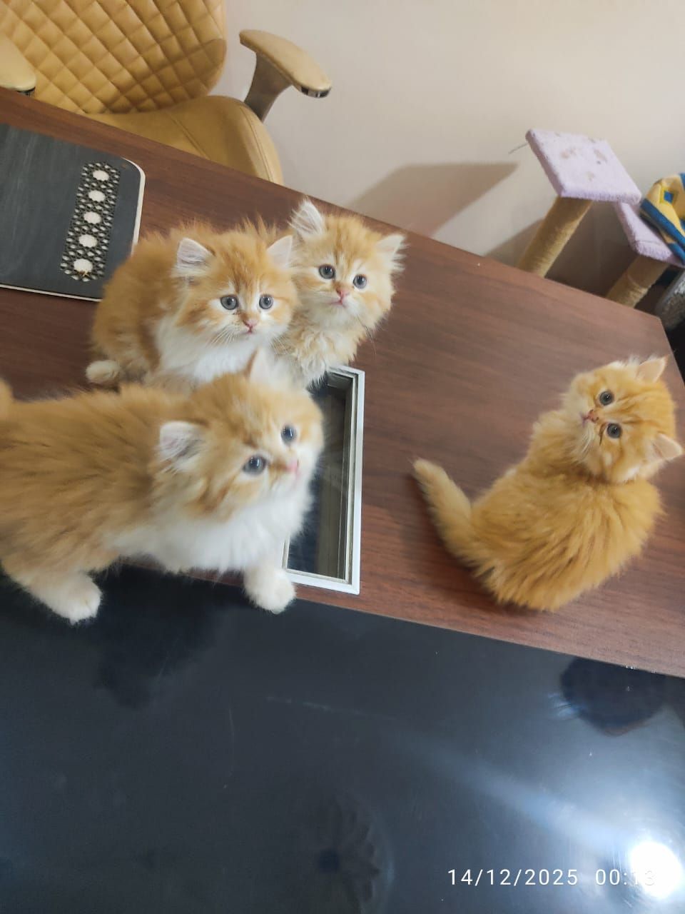 احلي دباديب جاهزين لبيتهم الجديد ليس للتبني 2