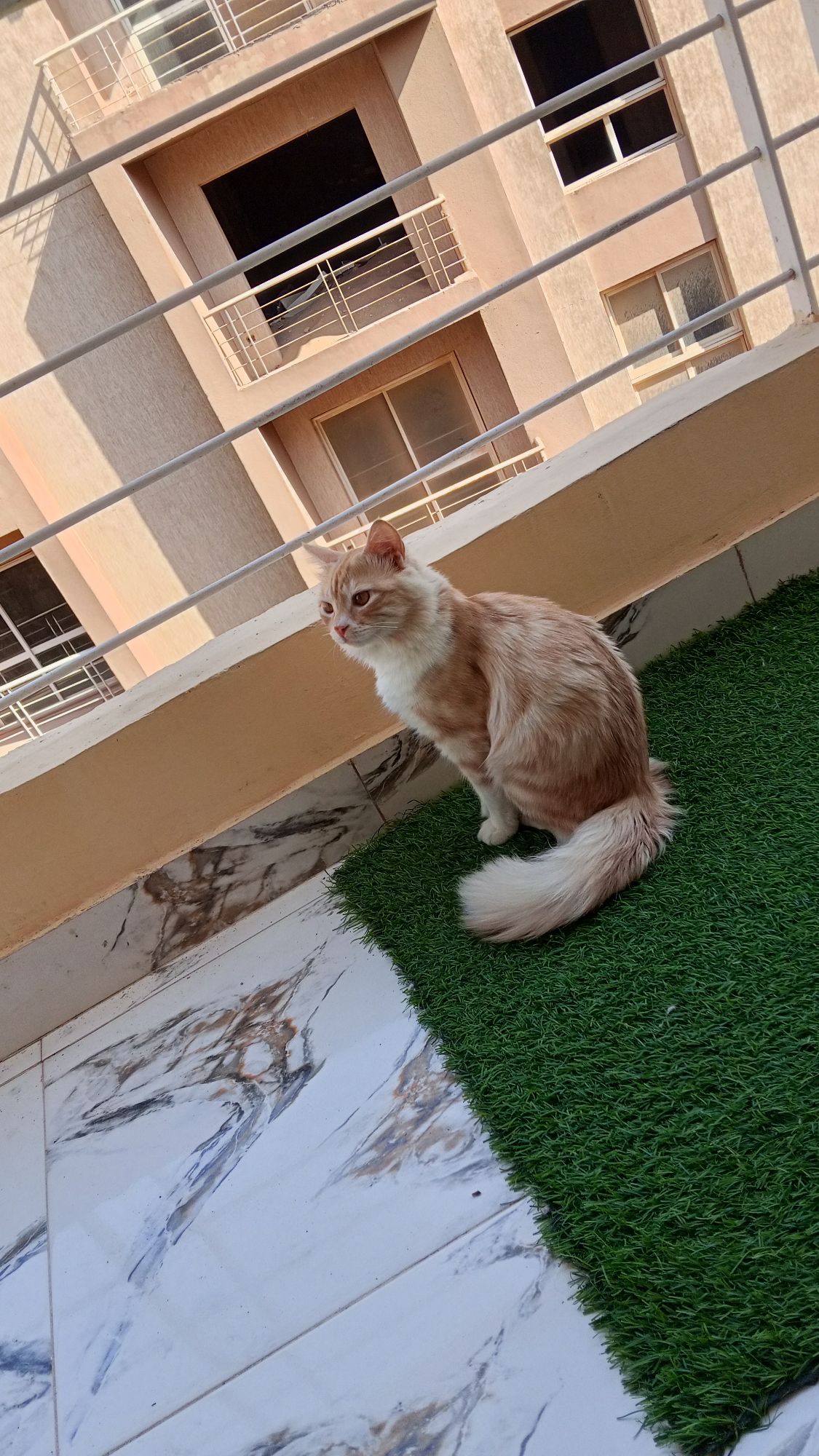 مشموشي 2