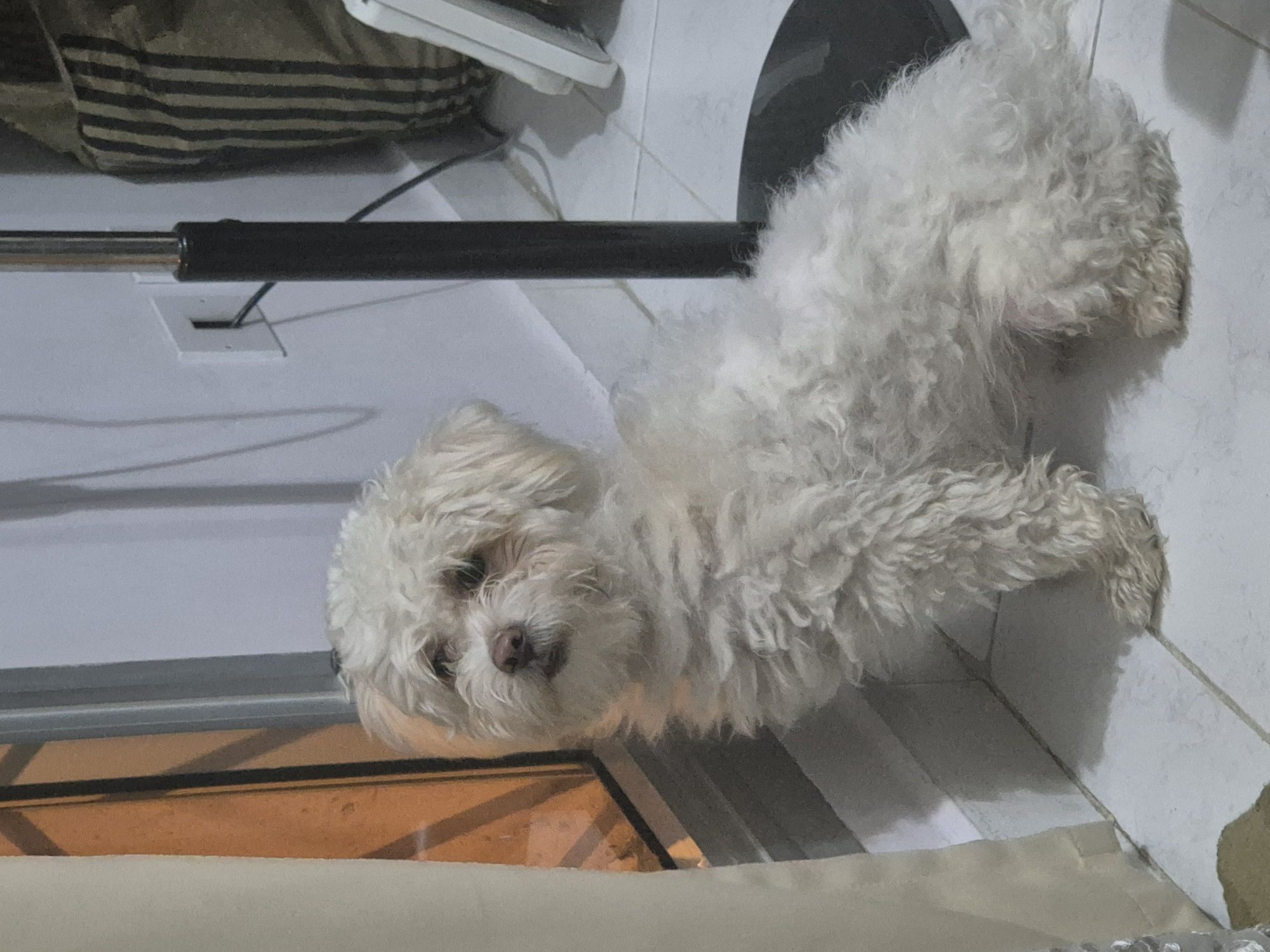 ماكس مالتيبو 2