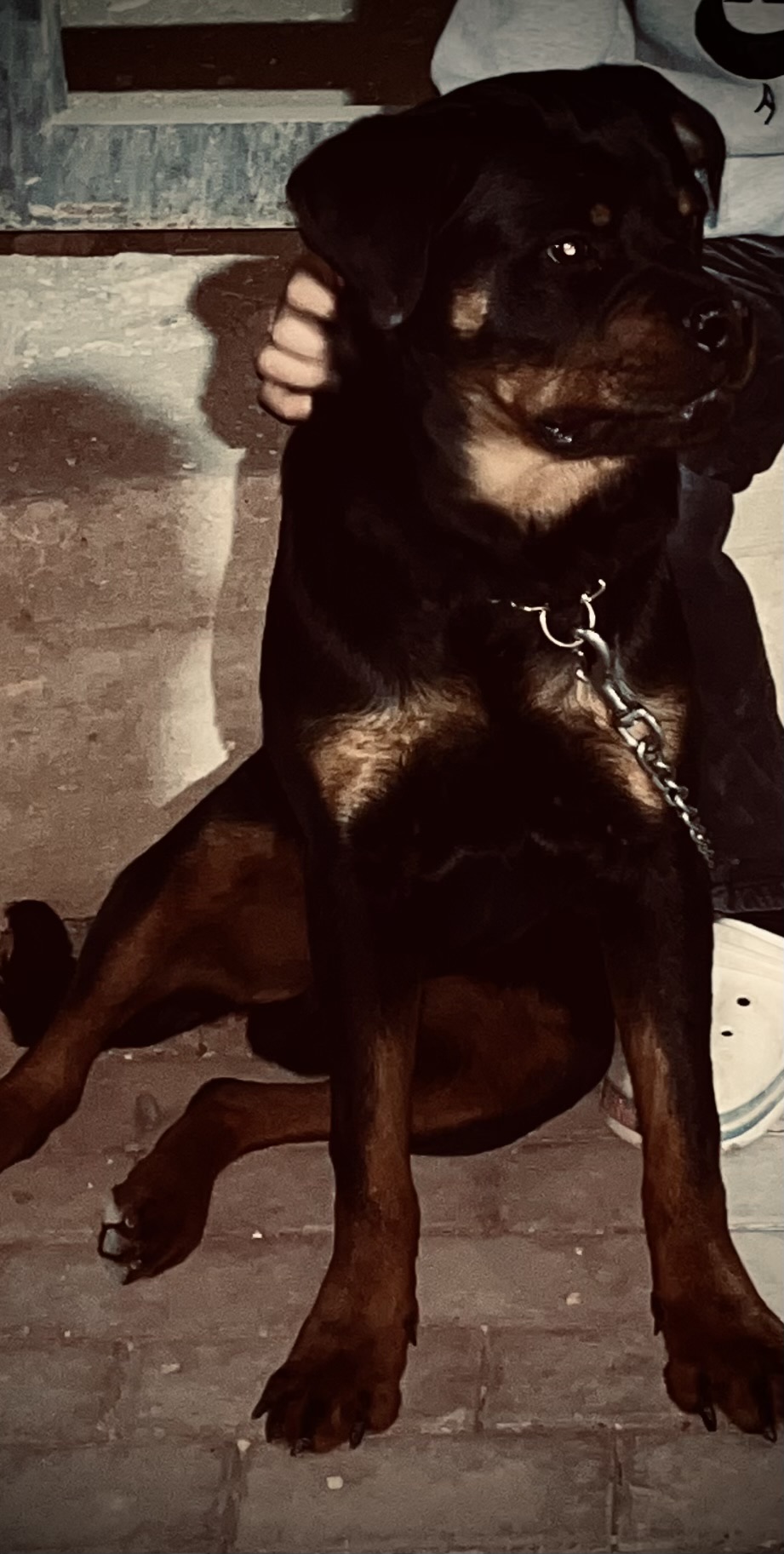 الشيخ زايد 2