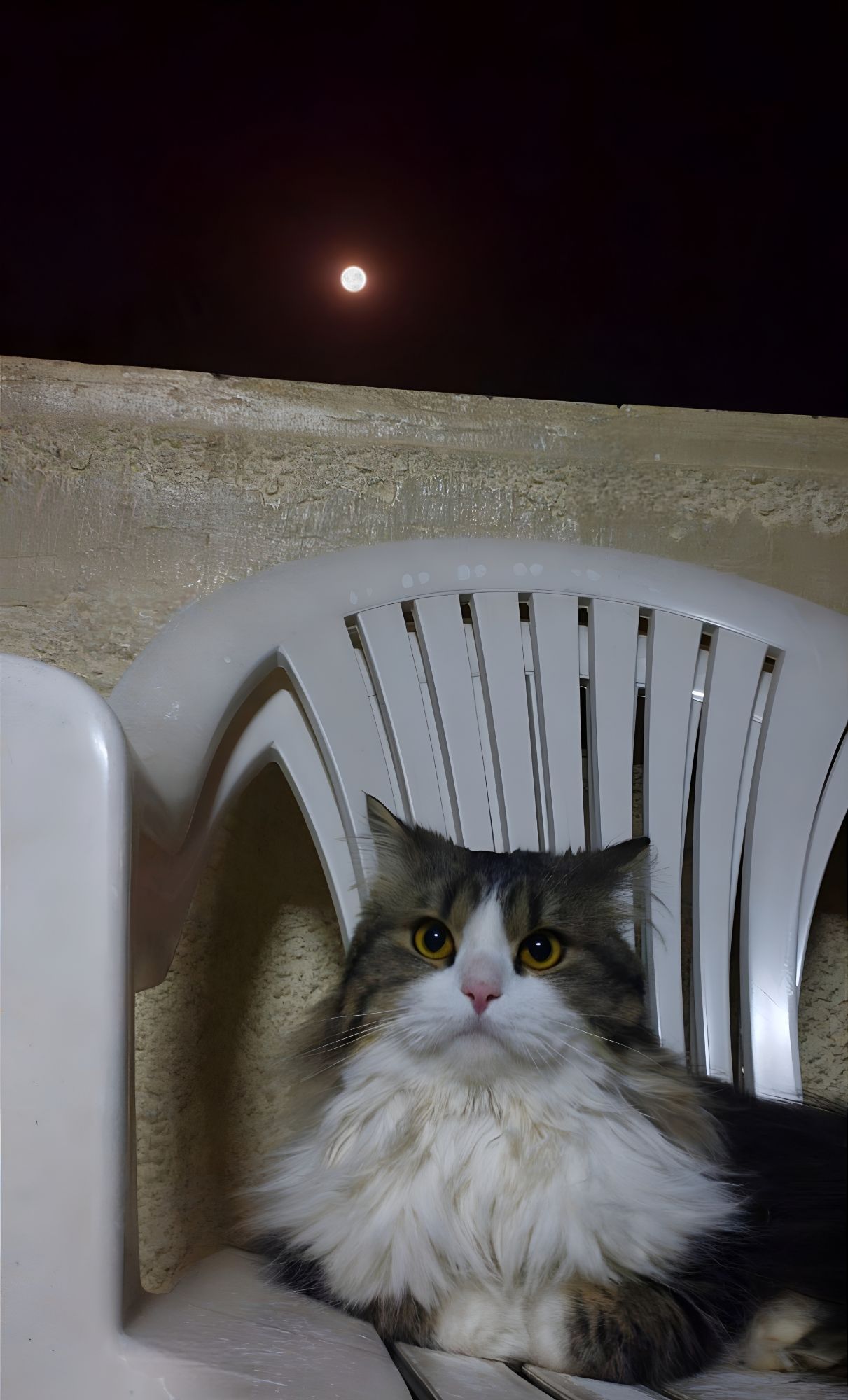 مشمش 2