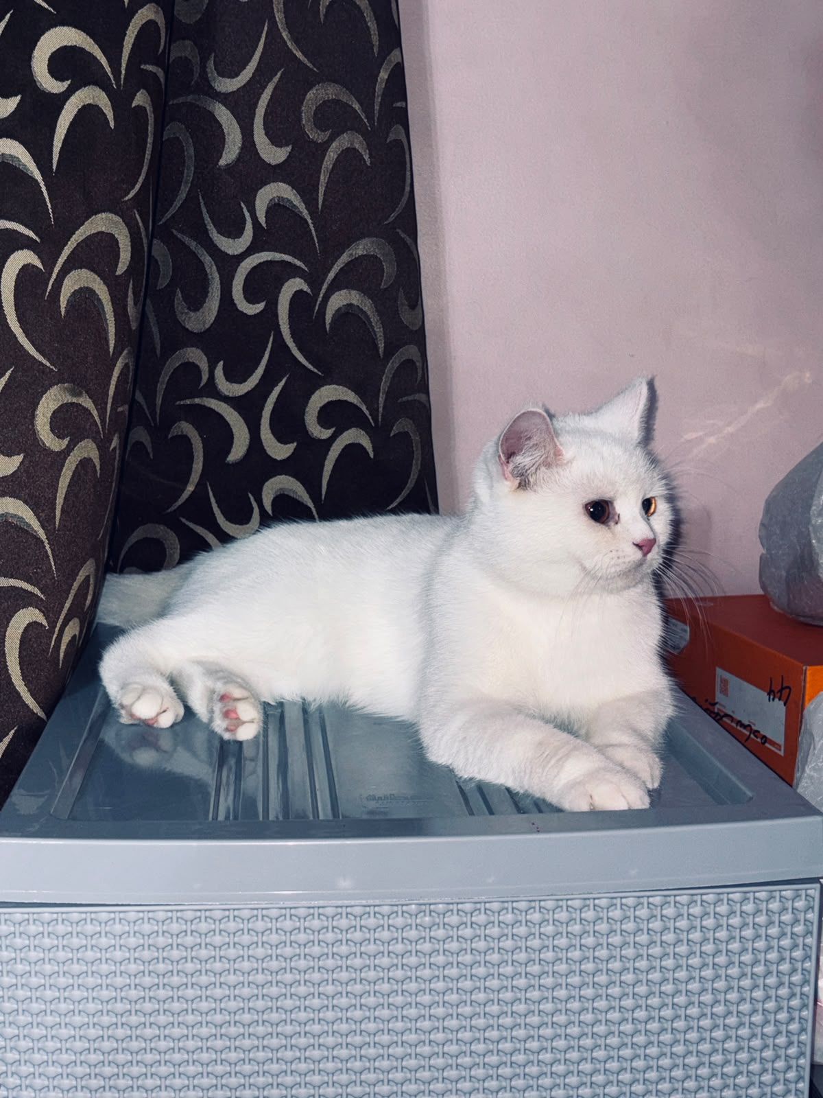 كيتي 2