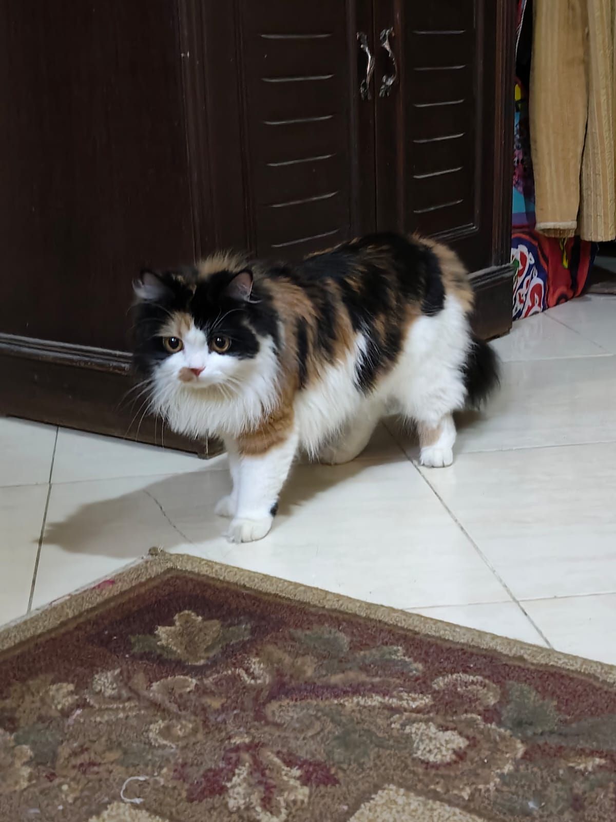 بيلا 2