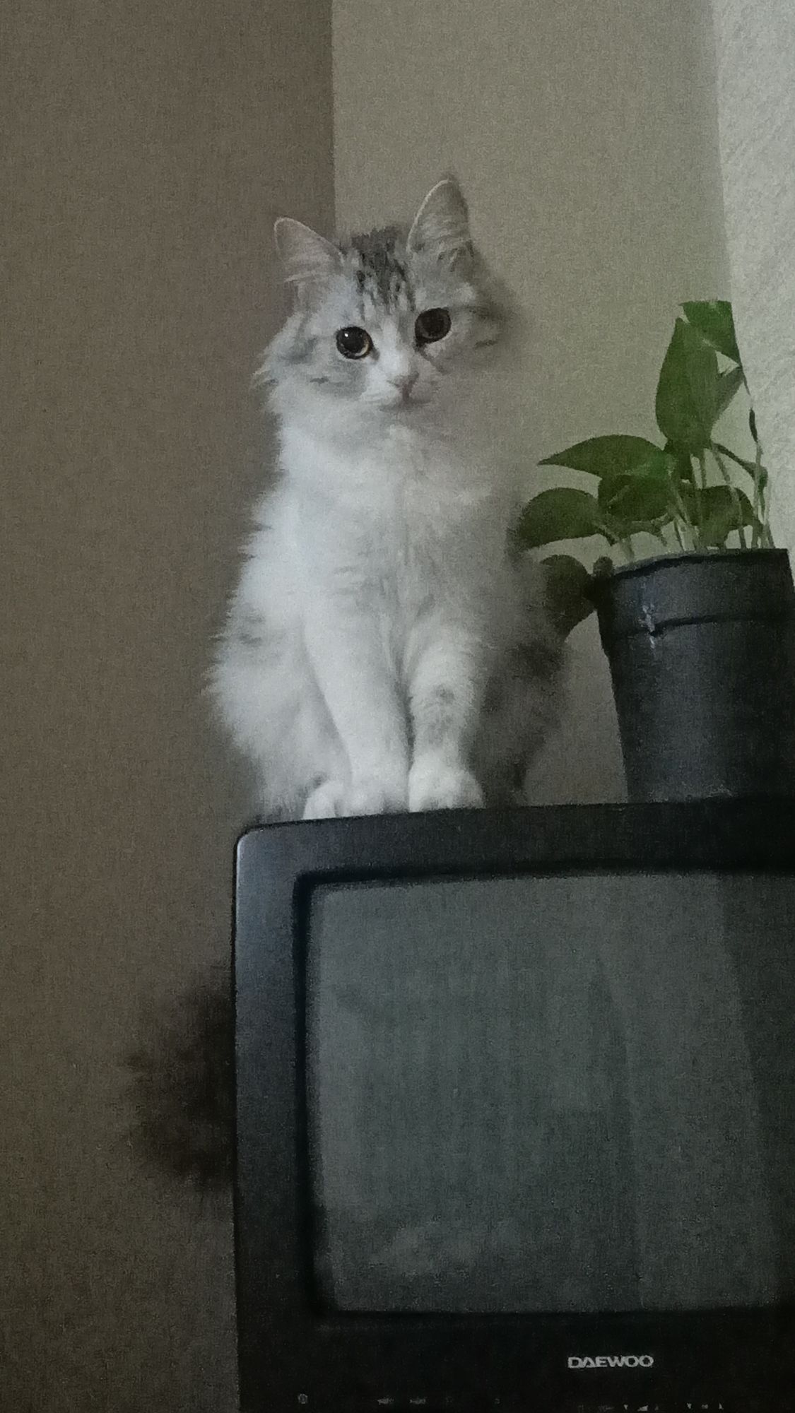 بوسبوس 2