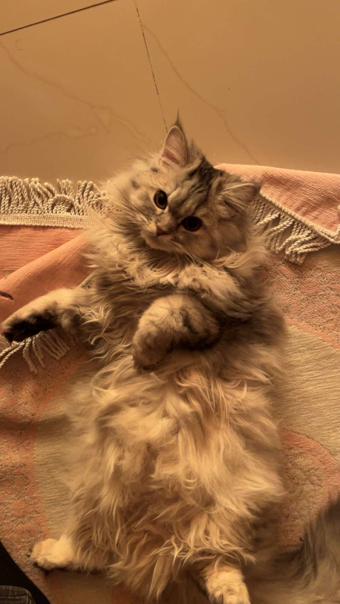لوزا 2