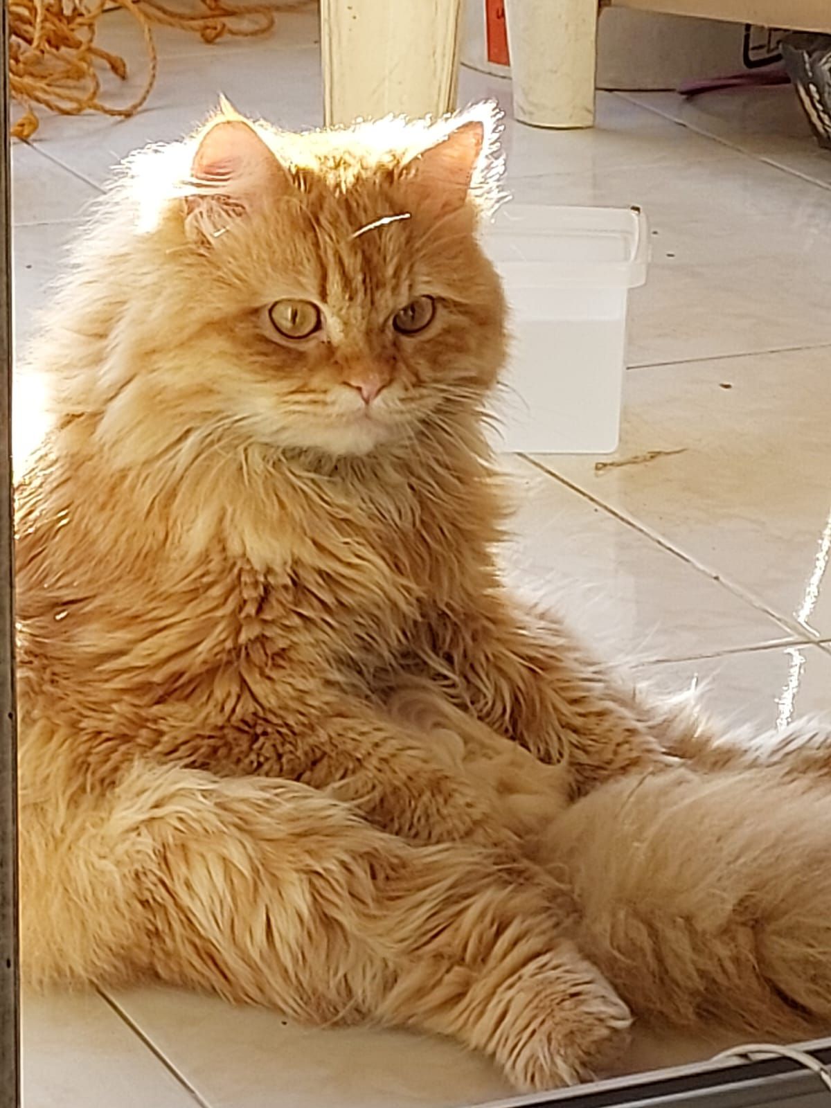 Simba سيمبا 2