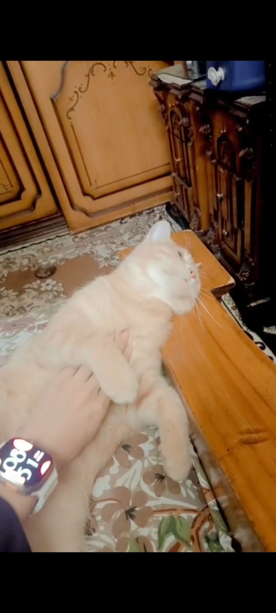 مشمش 2