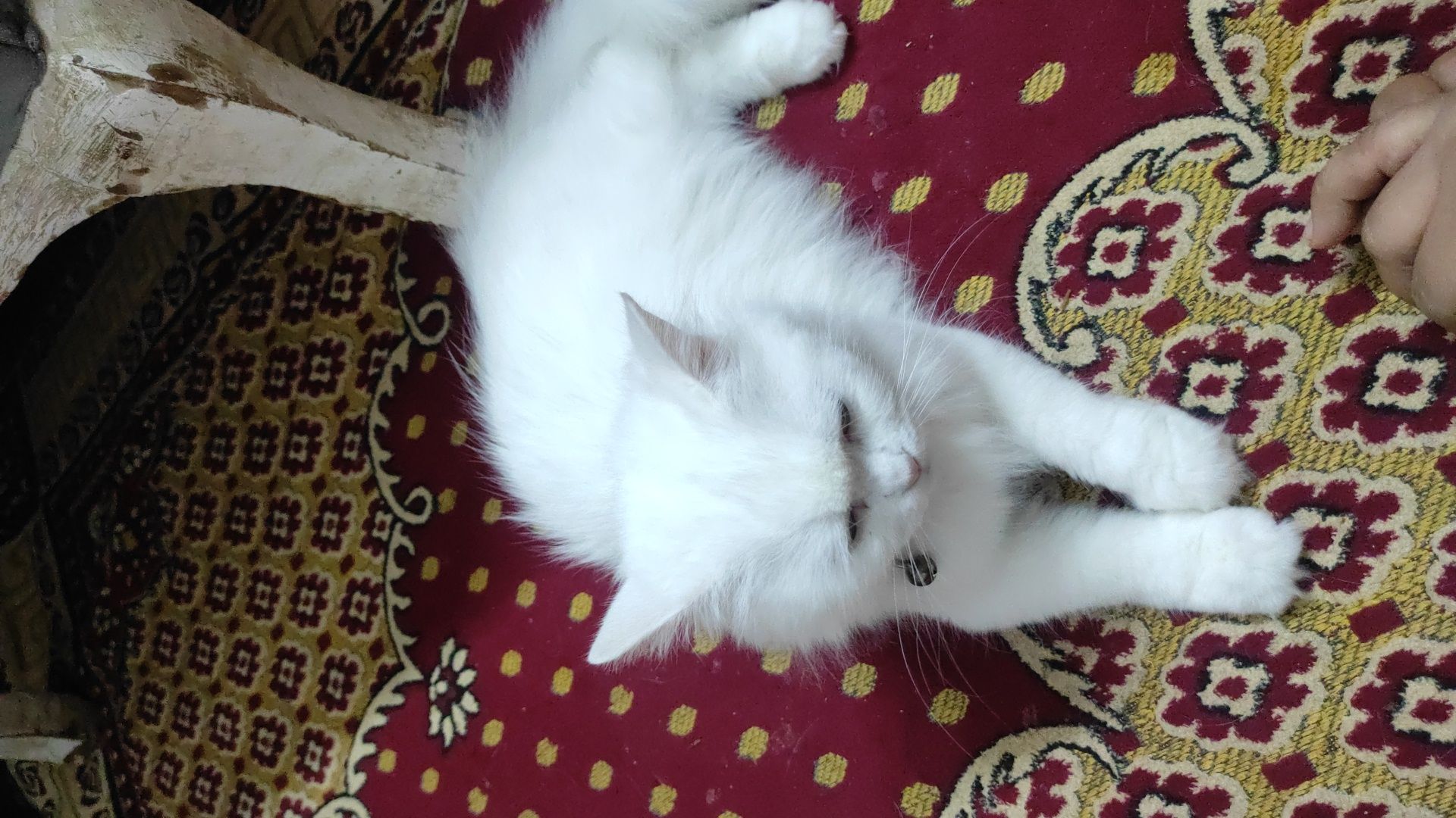 بوسى 2