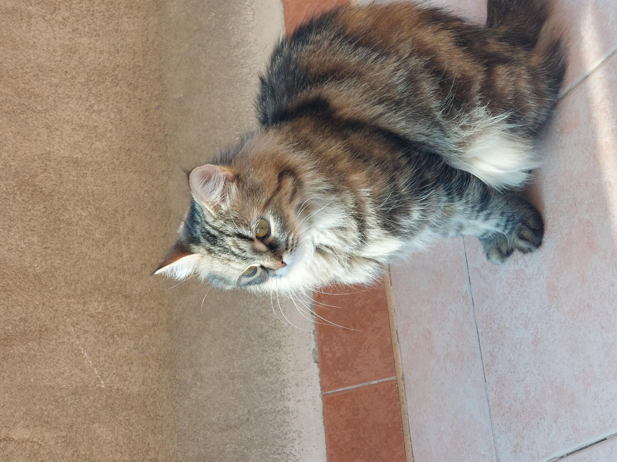 بوسي 🥹🐾🐾 2