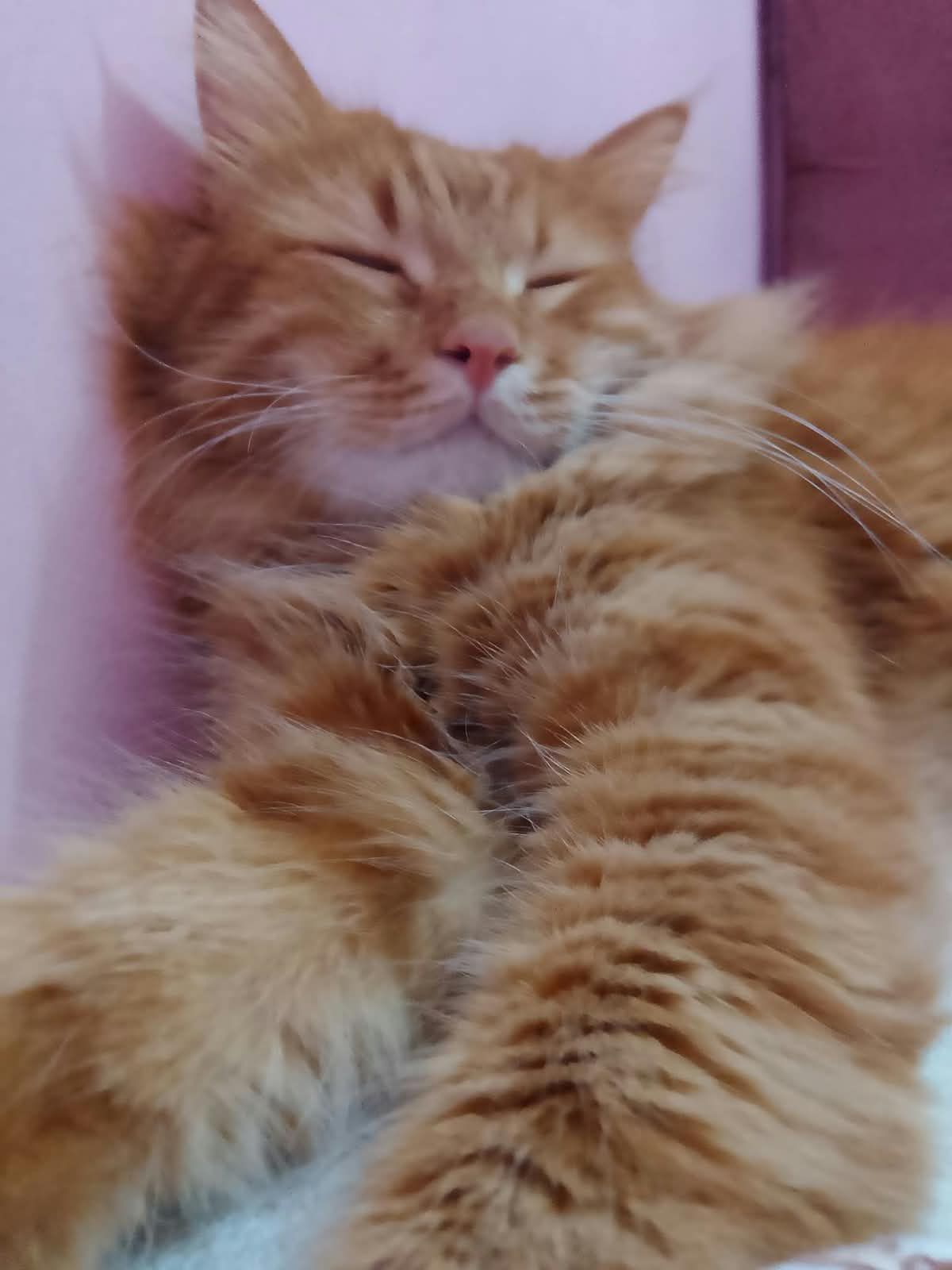 Lila 2