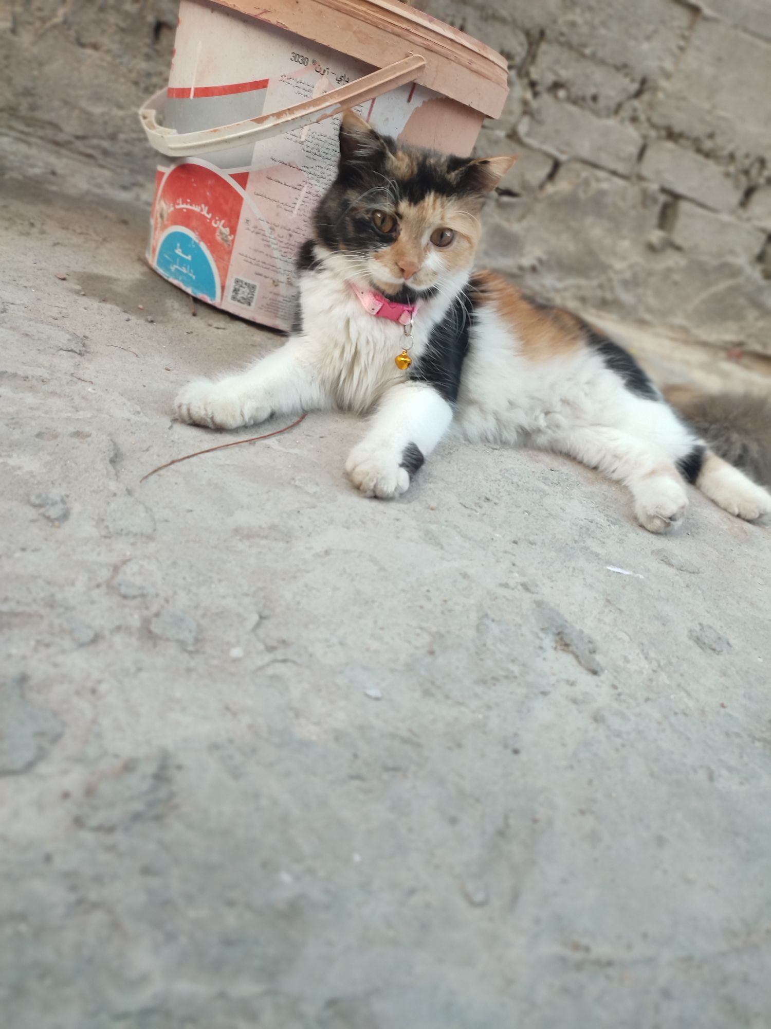 Koky 2