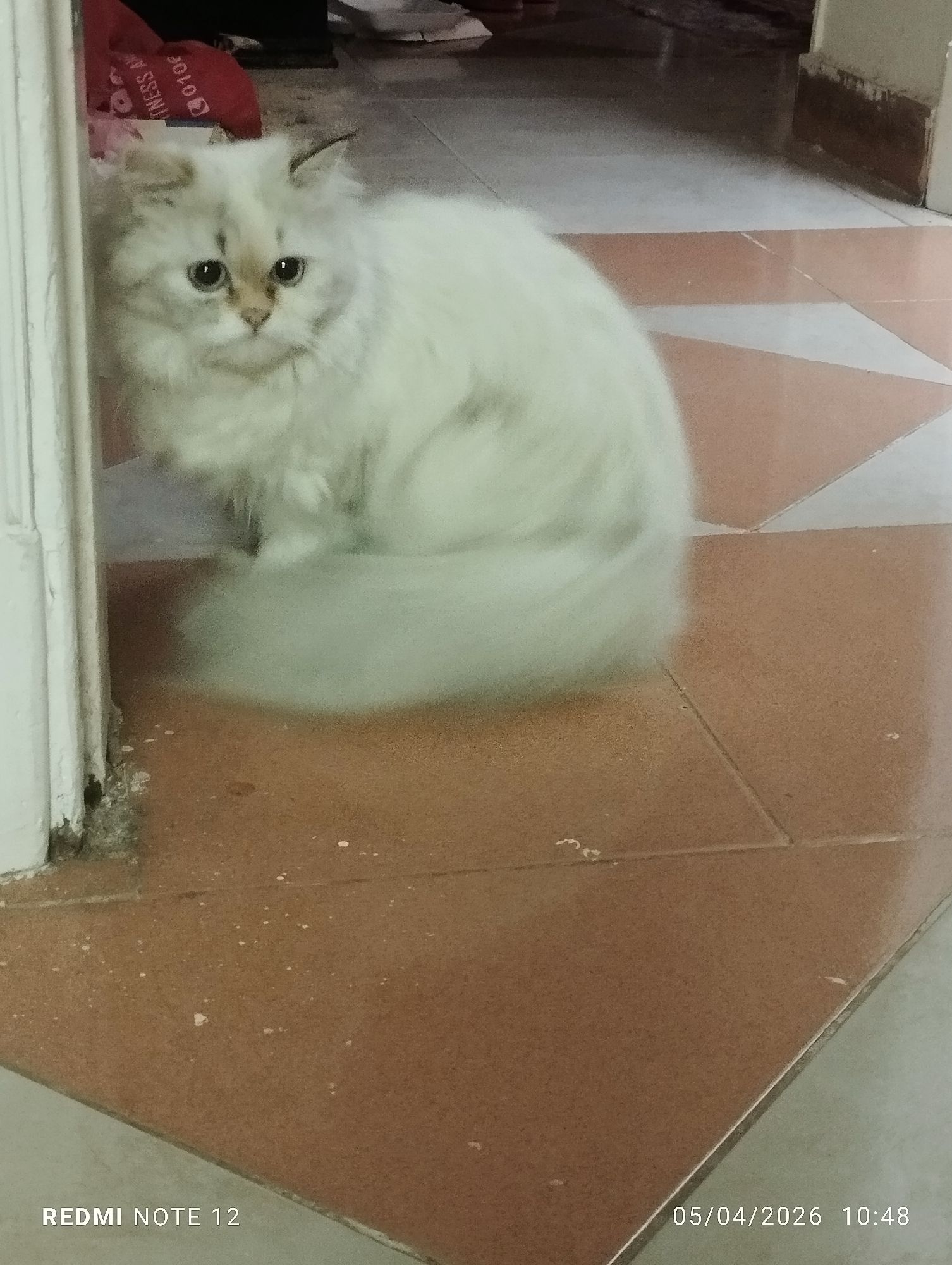 روكسان 2