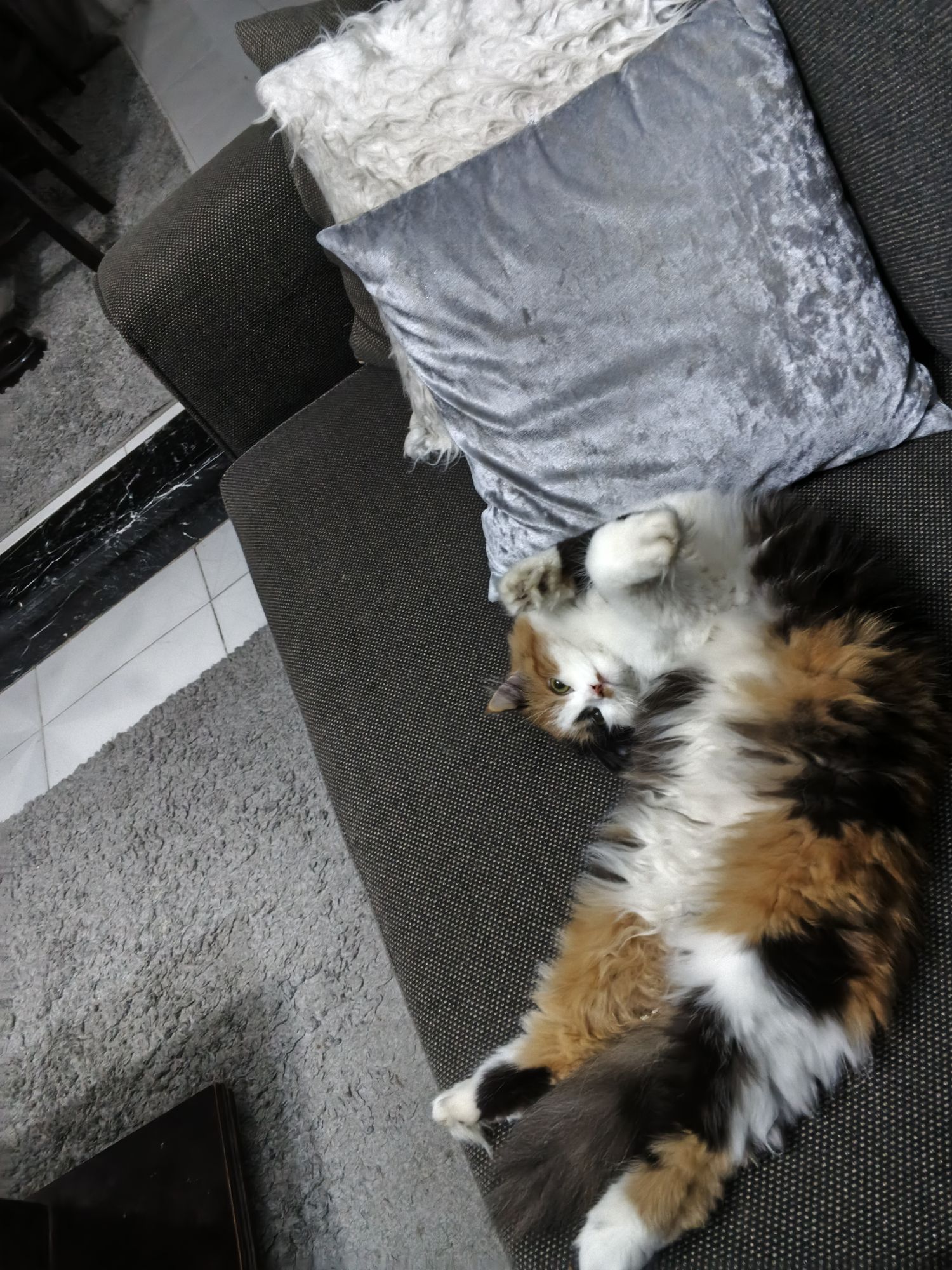 زينات زيزي 2