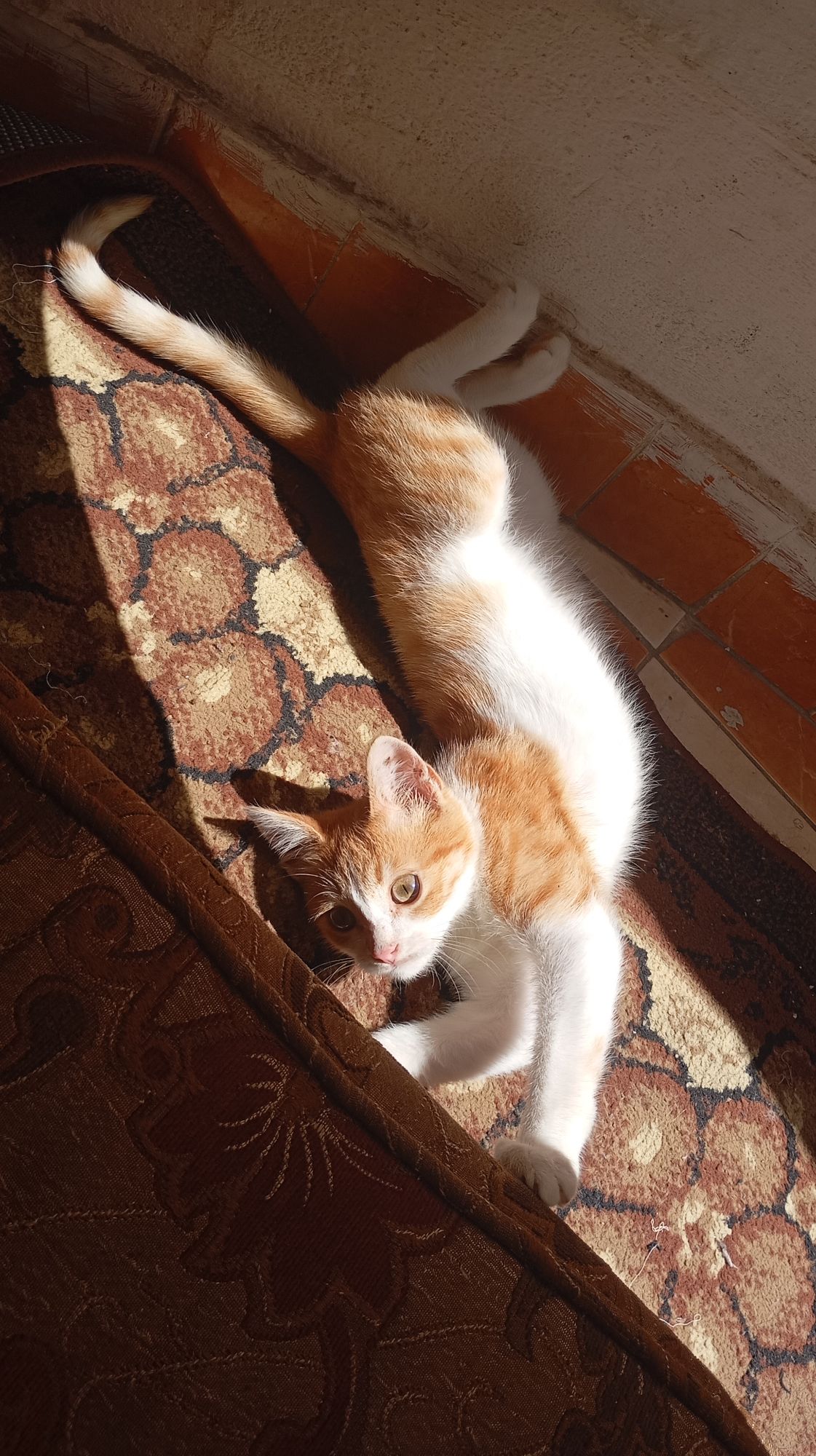 عنتر 2