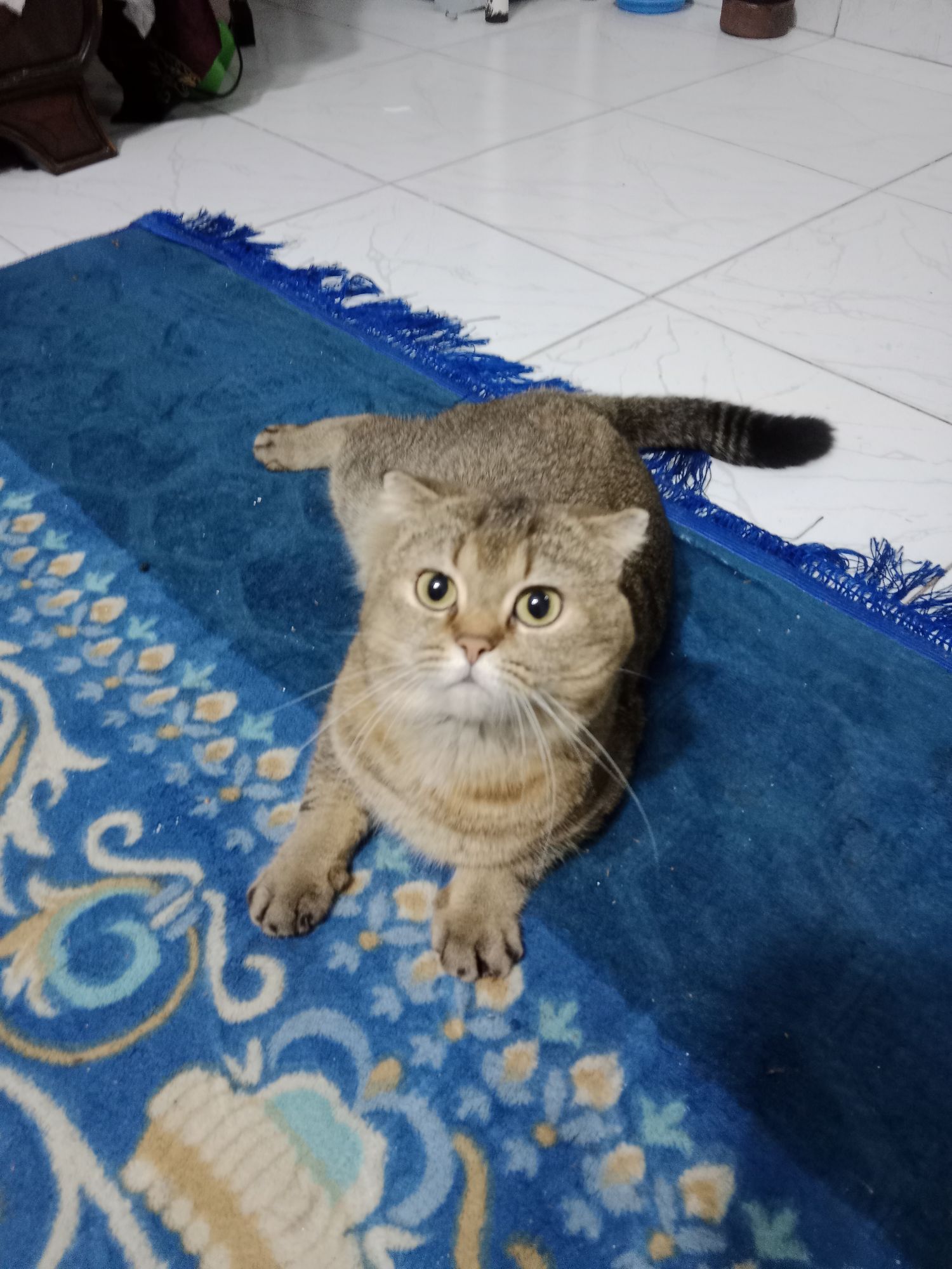 تيمور 2