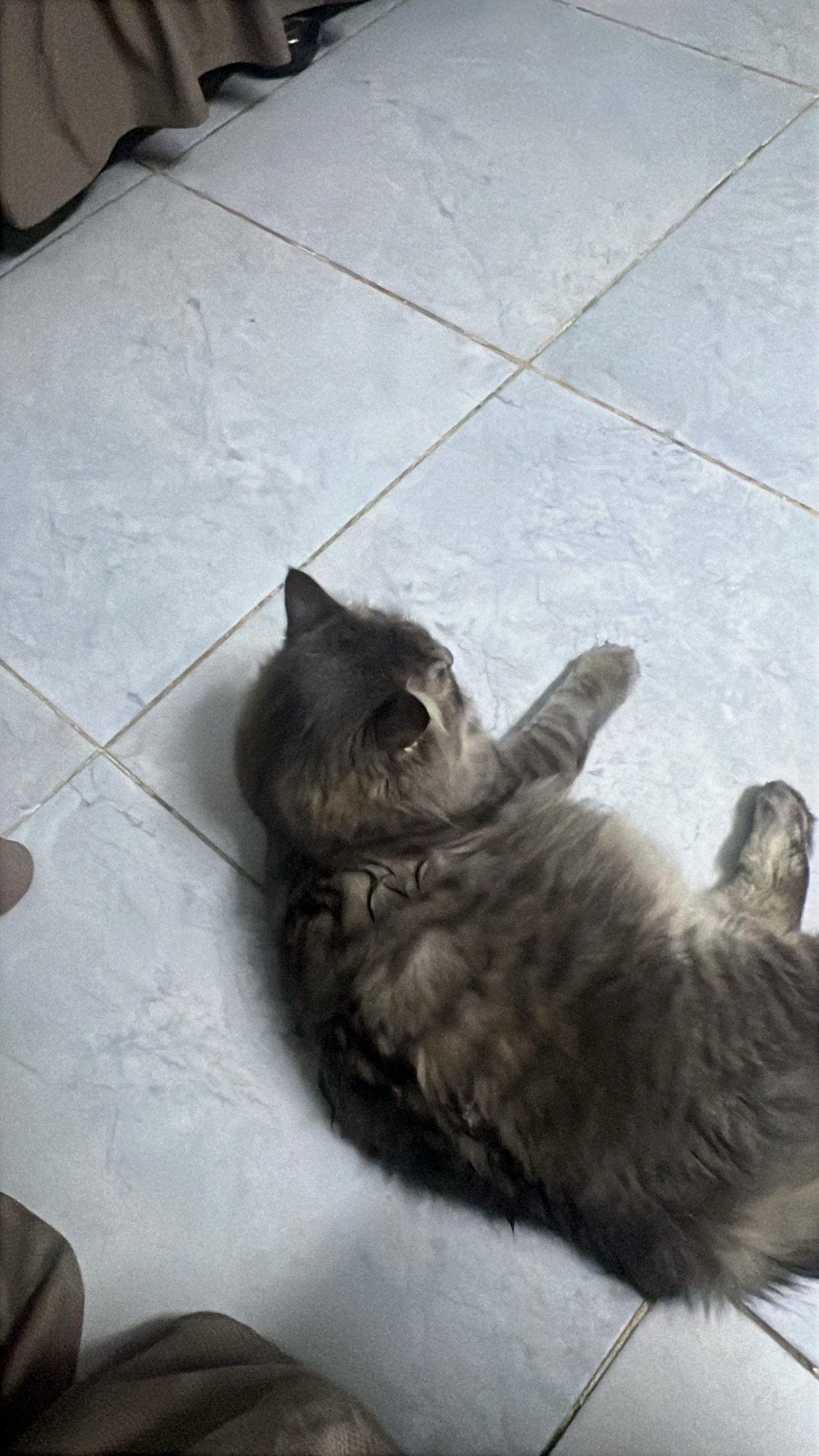 لولو 2