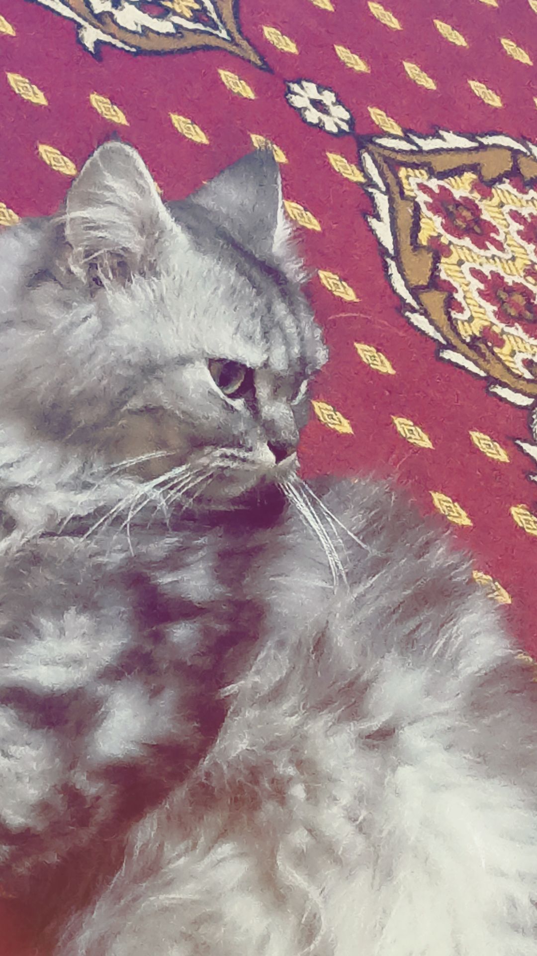 بوده 2