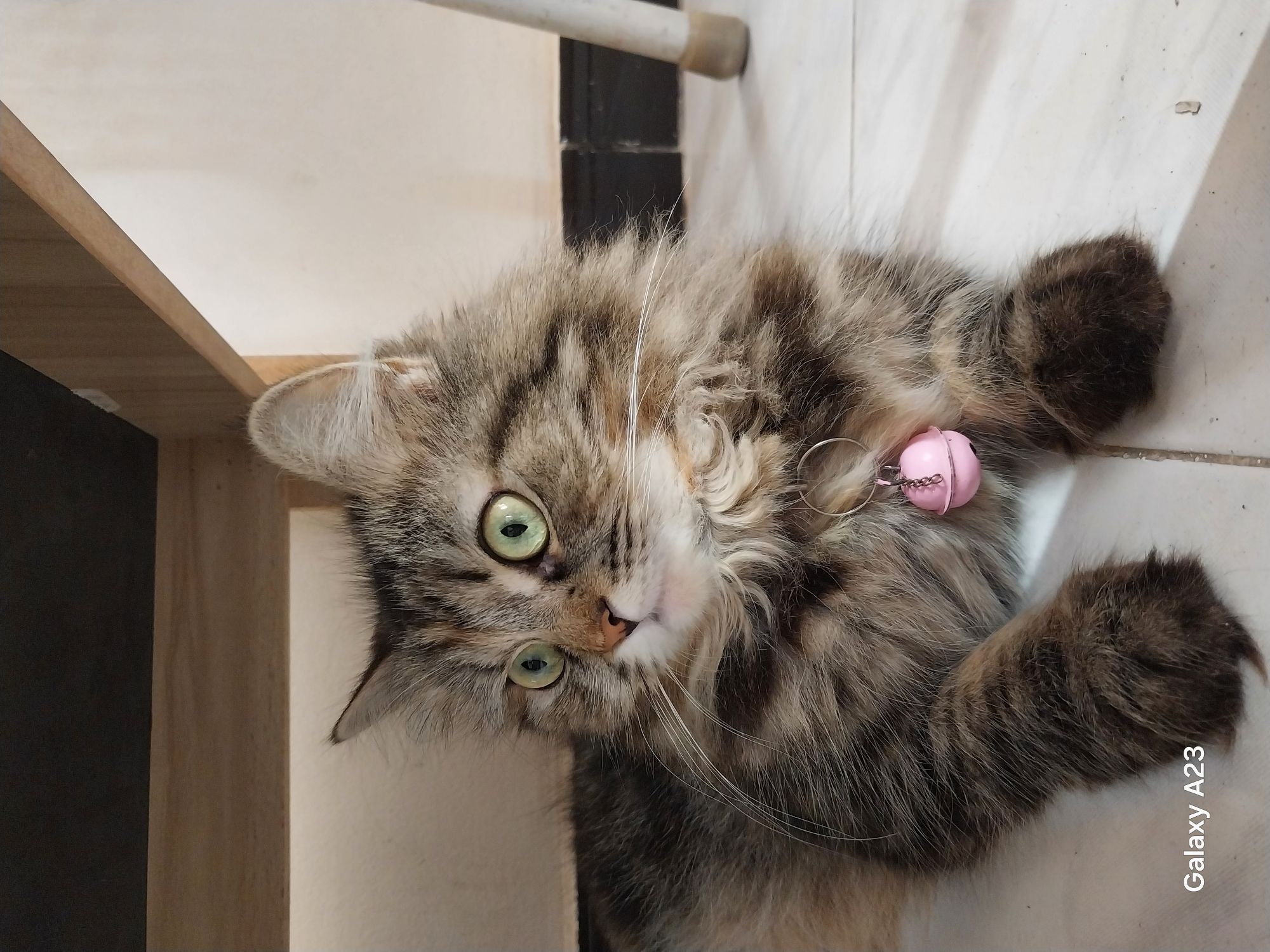 كراميل والدلع كوكو 2