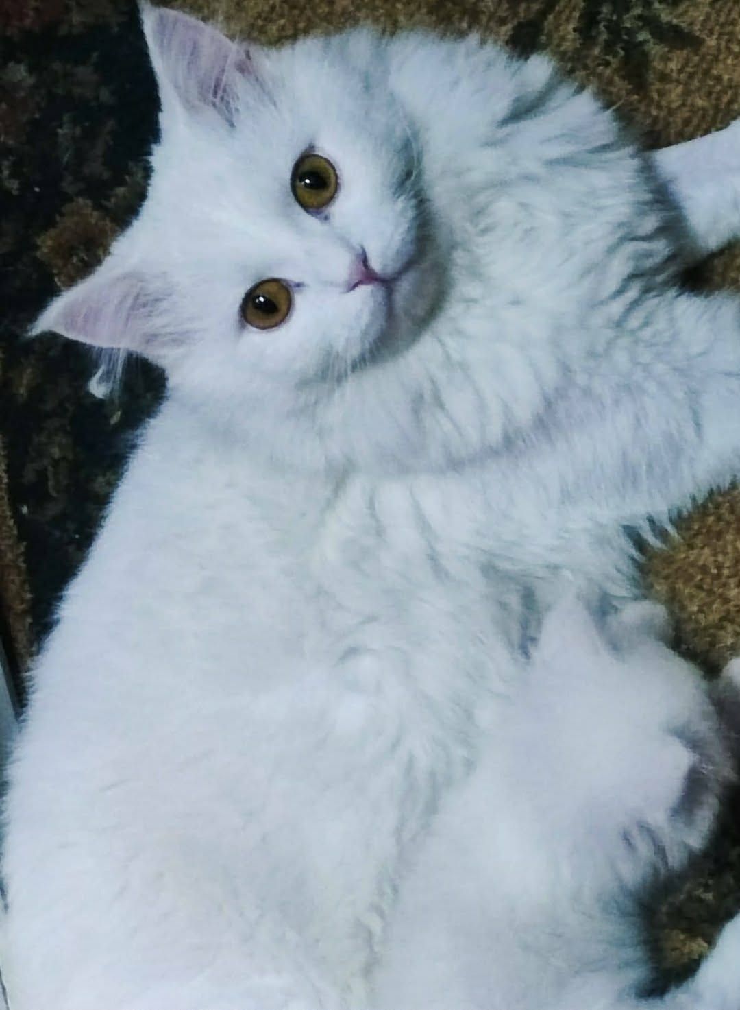 حنفى 2