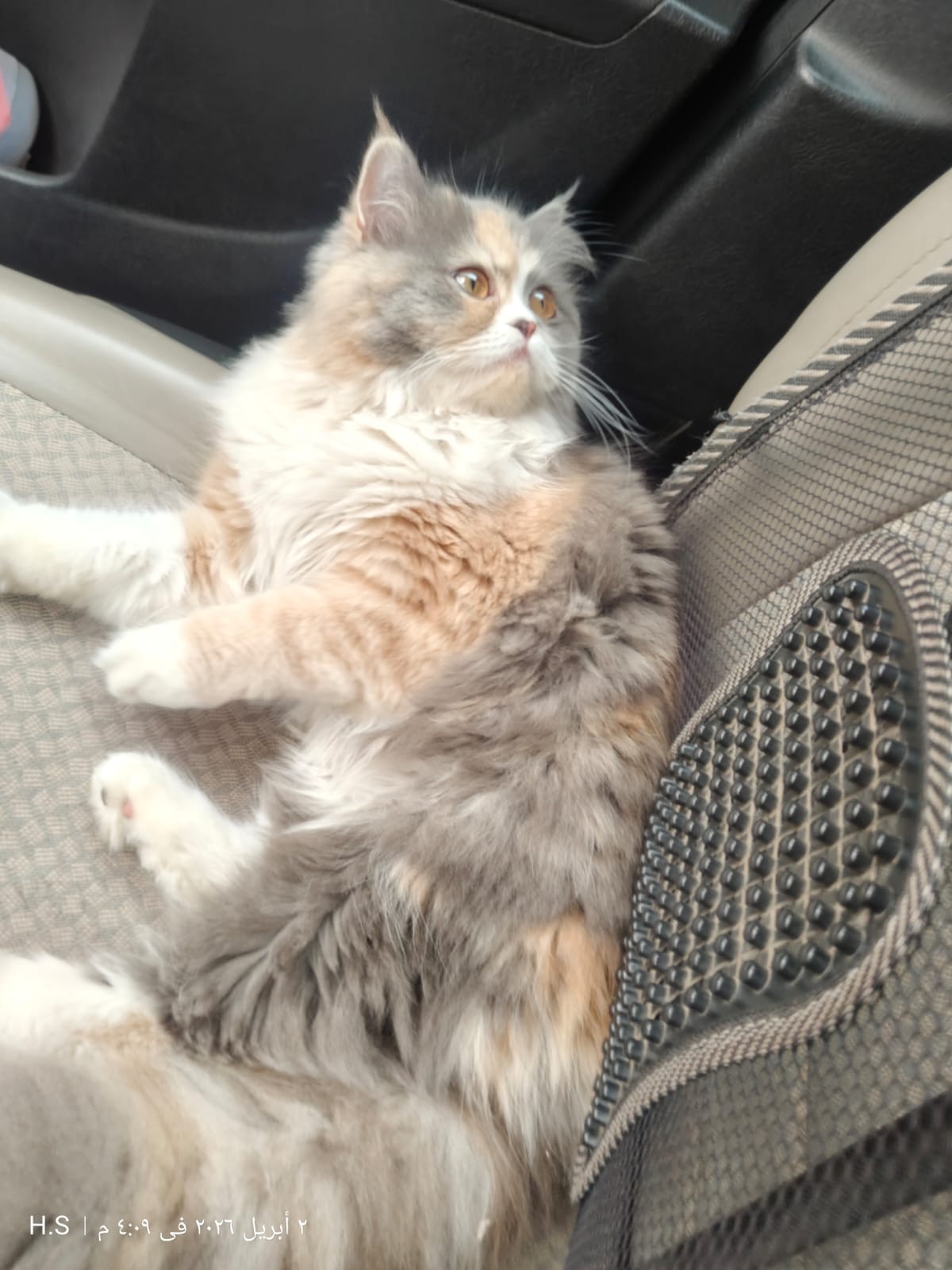 تيدي 3