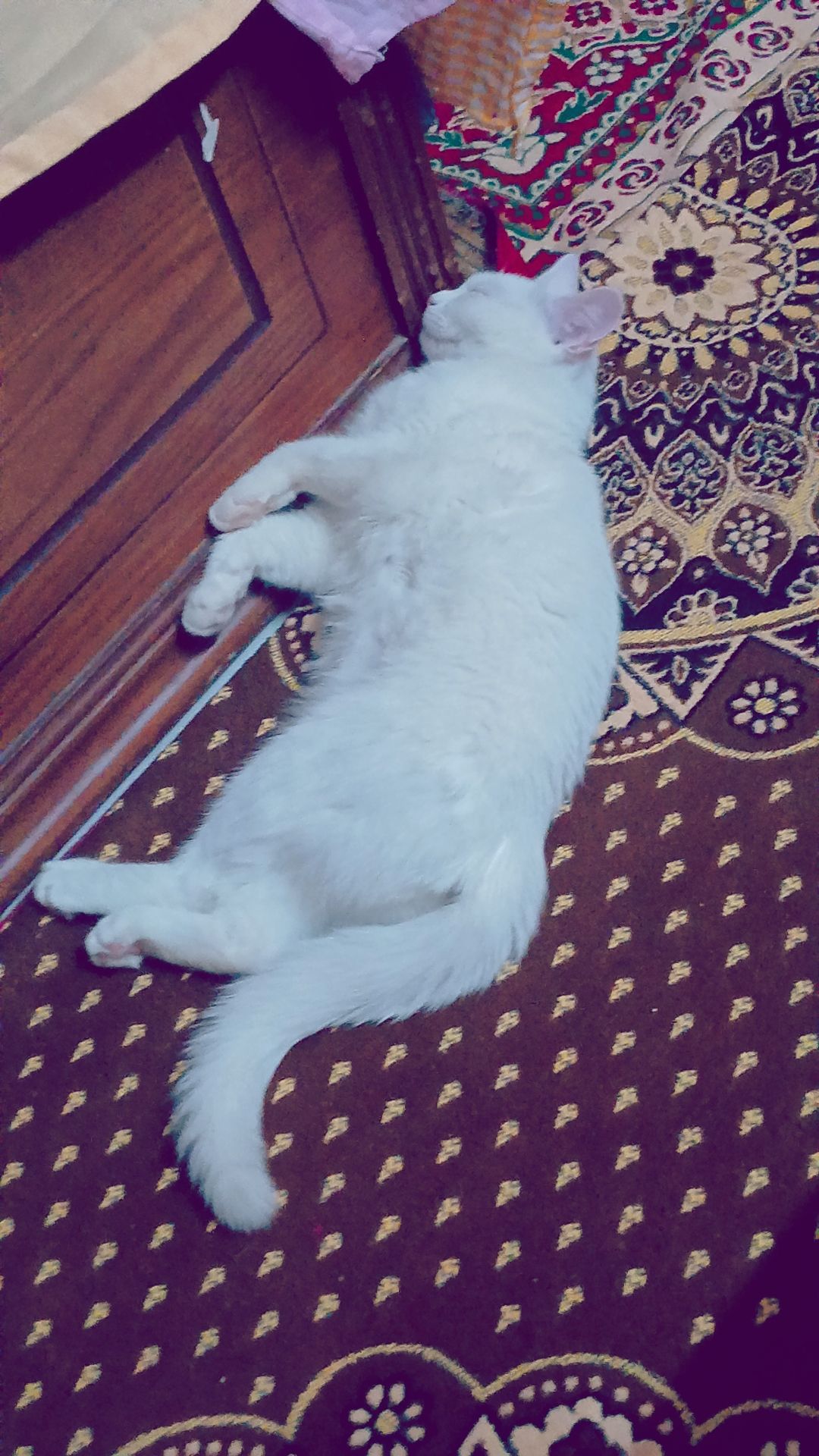 لوزه 3