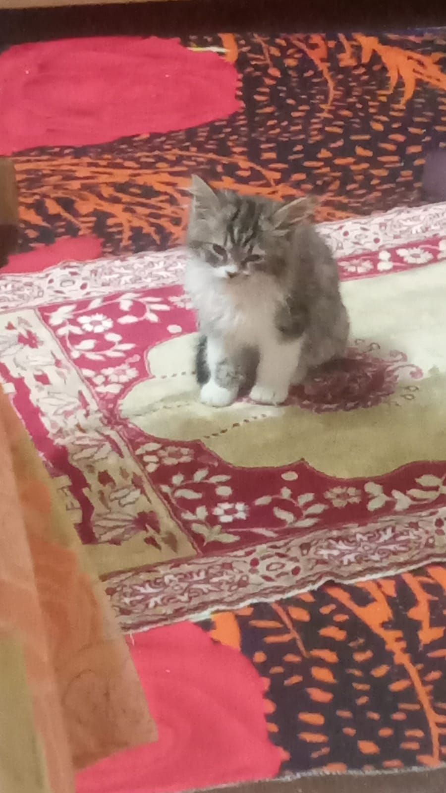 فلفل 3