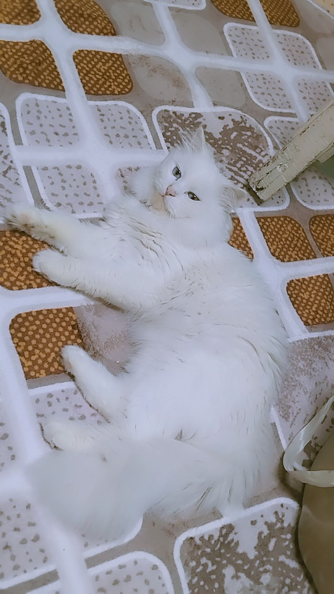 Roza ♥️ 3