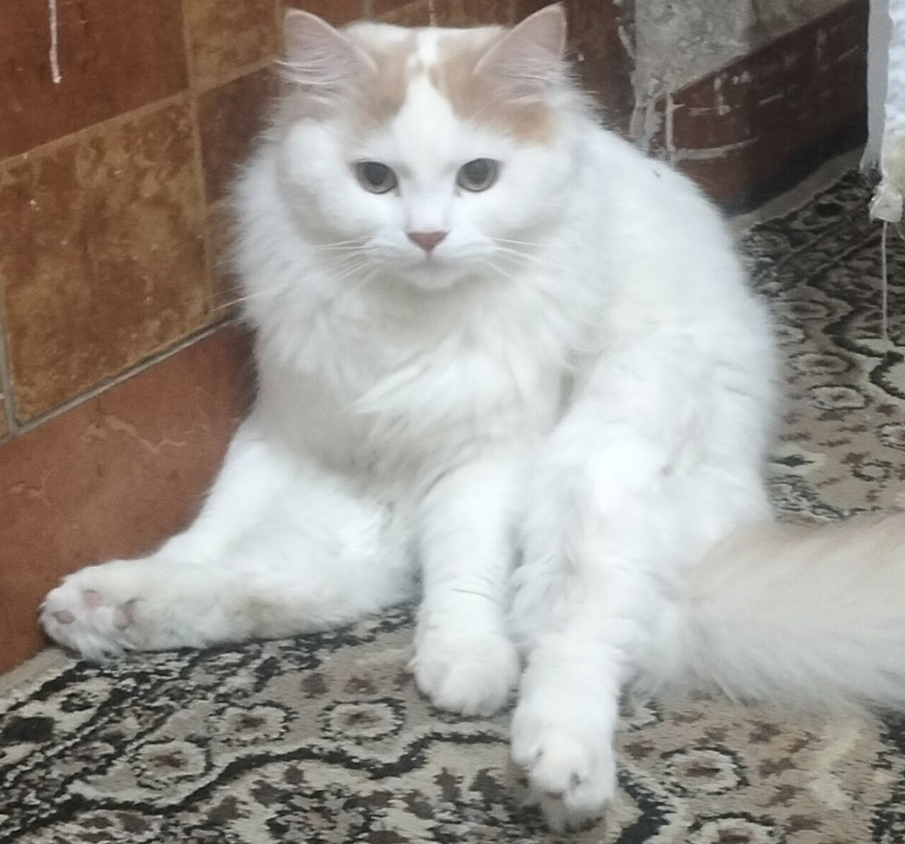 Coco 3