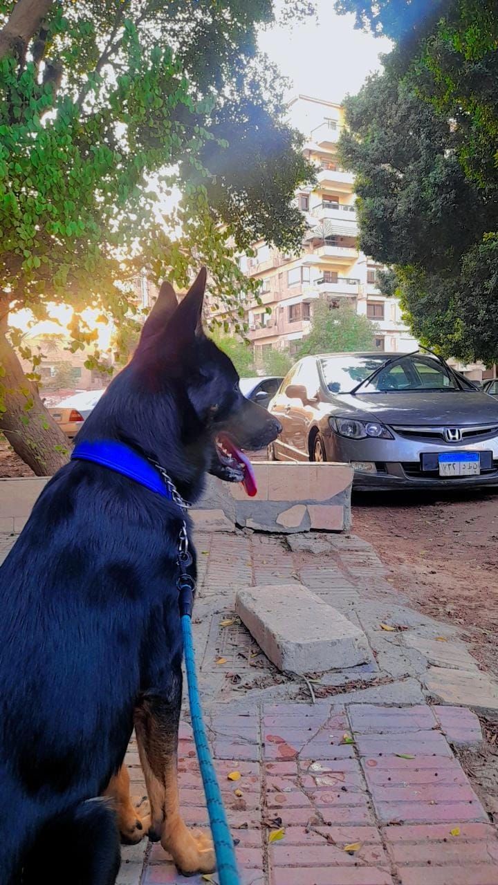 Leo german Shepherd 3