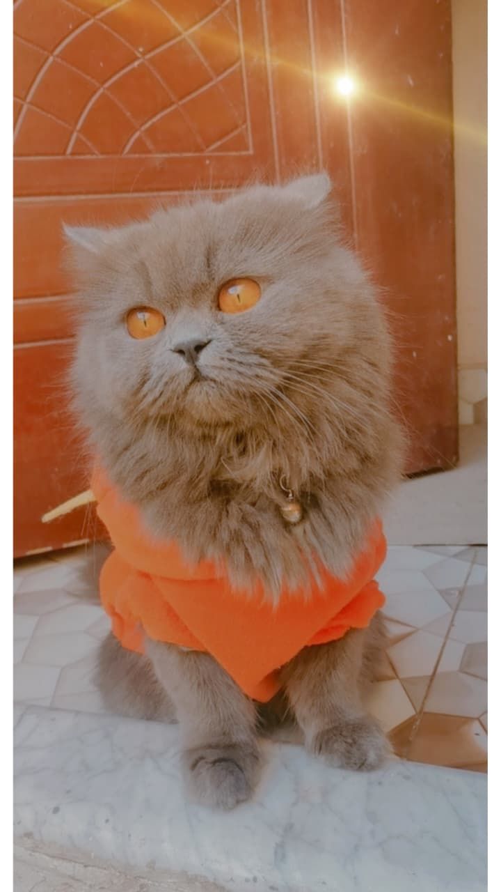 Bella 3