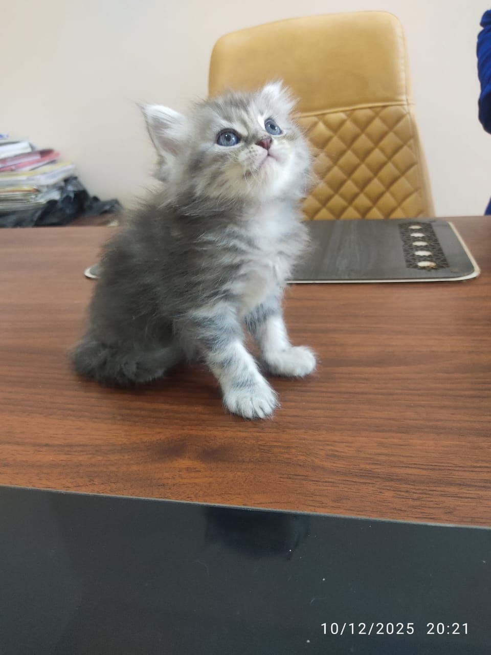 احلي دباديب جاهزين لبيتهم الجديد ليس للتبني 3