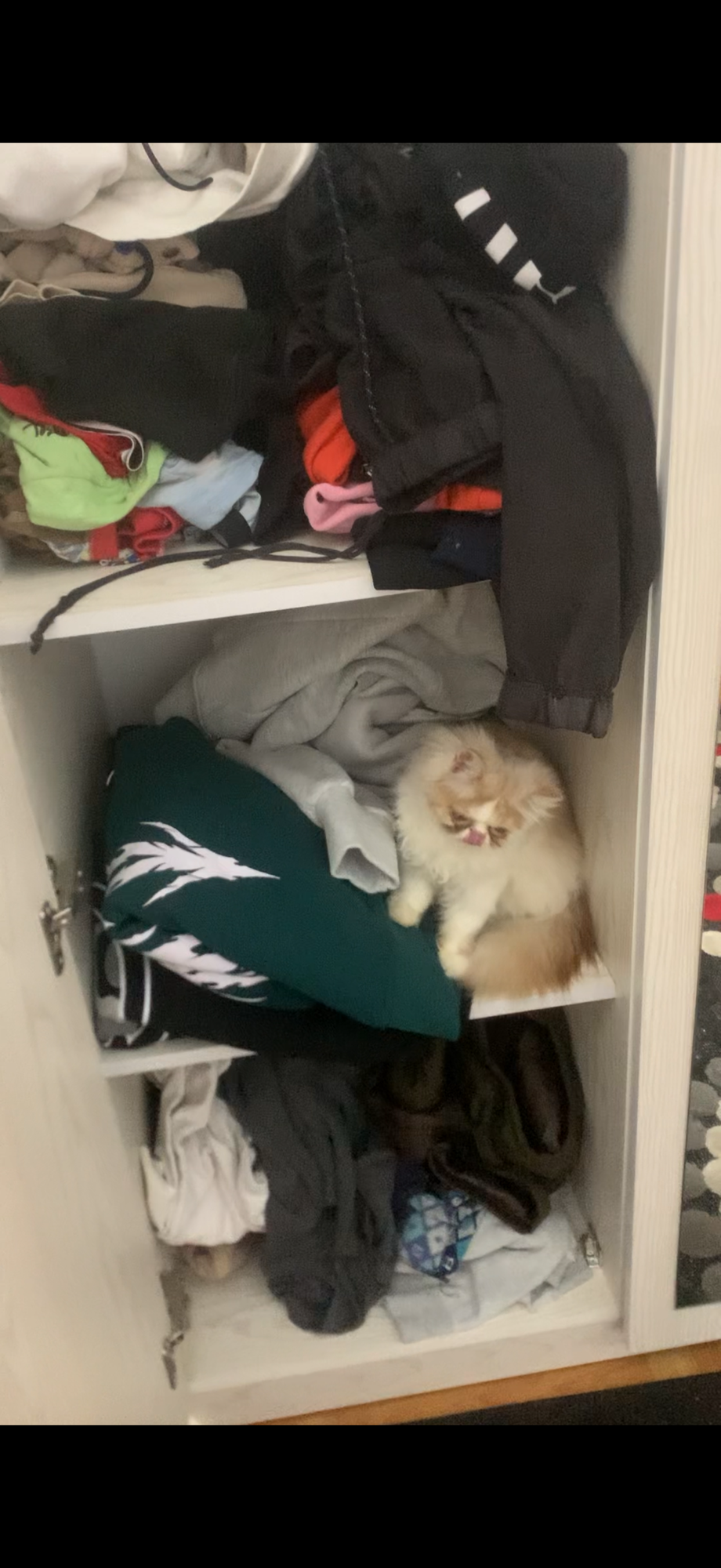 شيرازي بيرشن فلات فيس 3