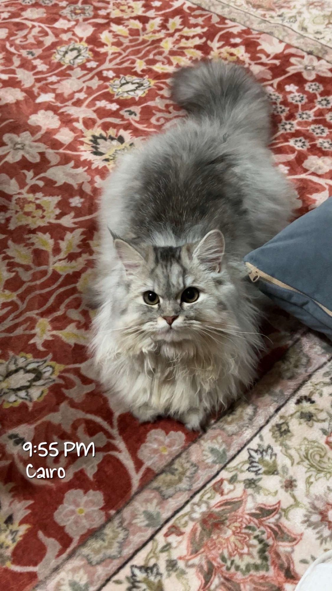 لوزا 3