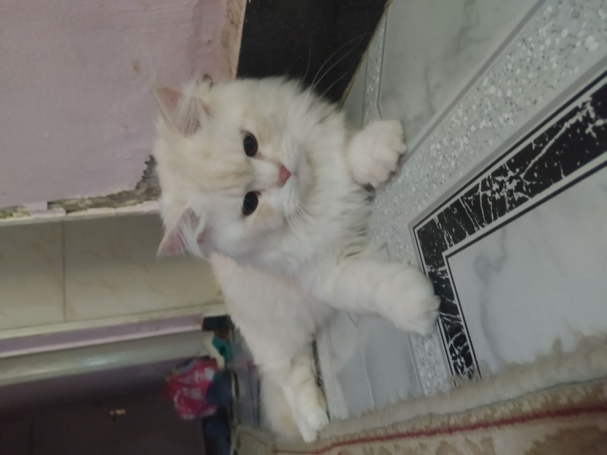 كاجو 3
