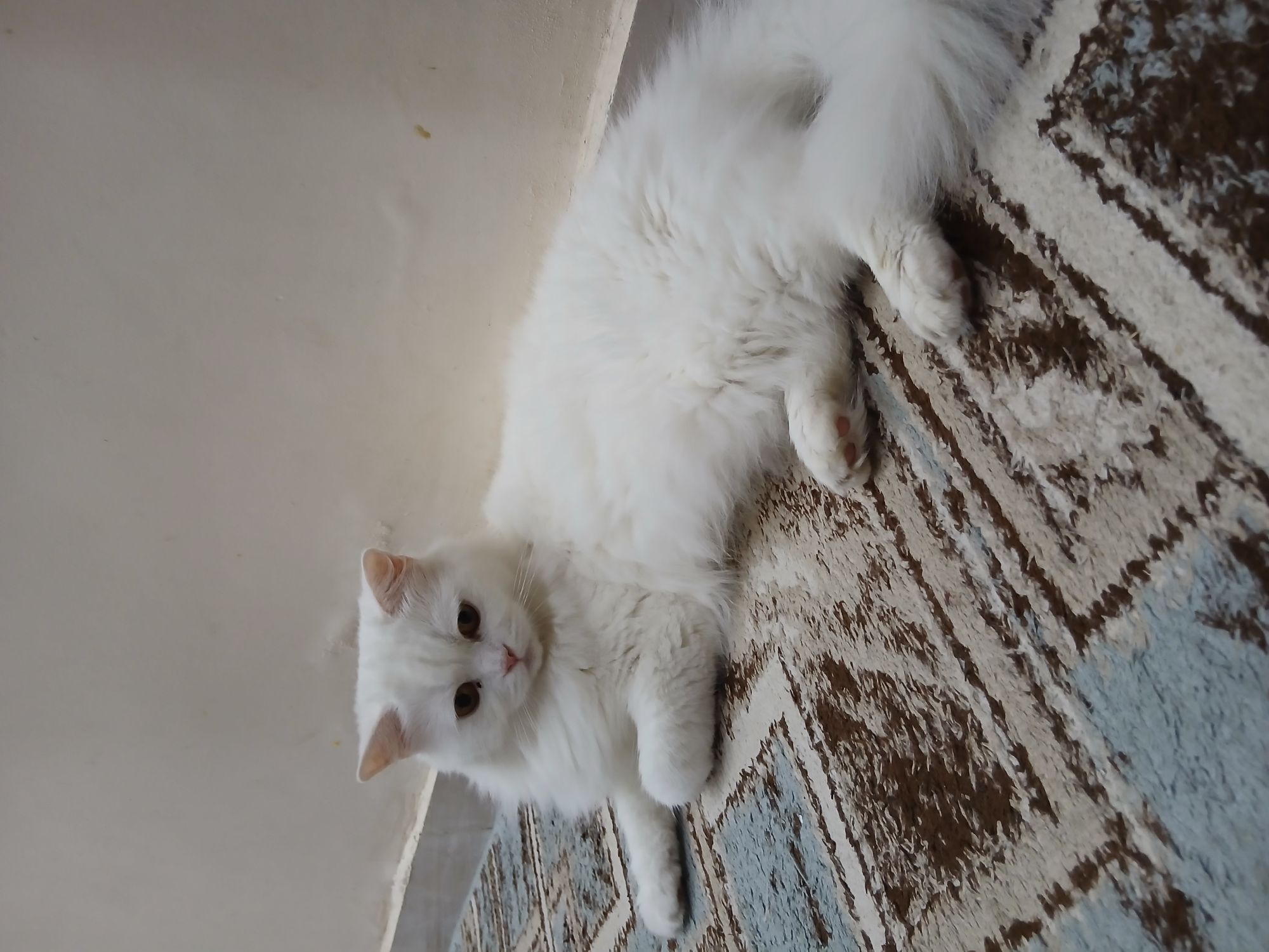 ديكسي 3