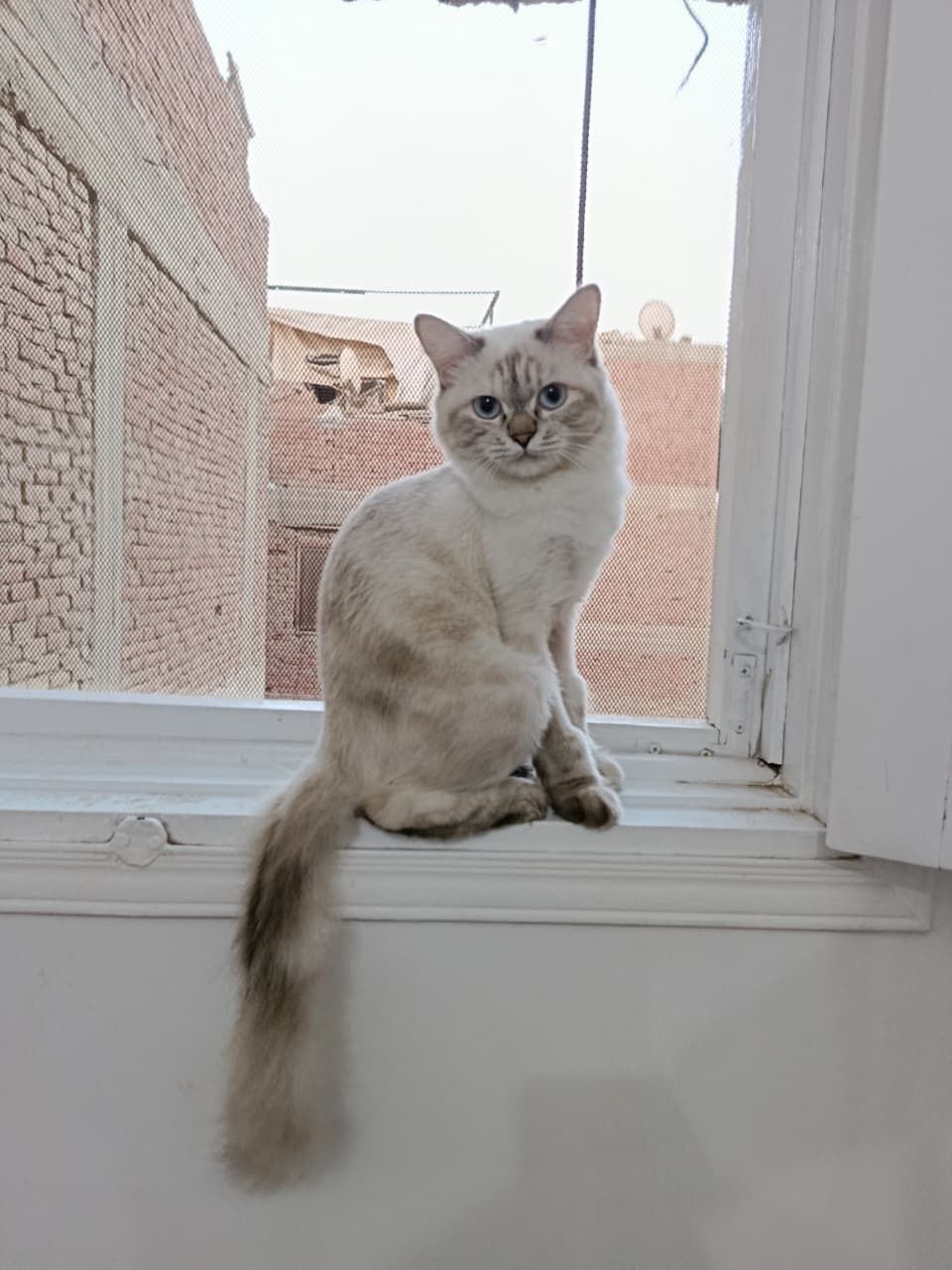 بيلا 3