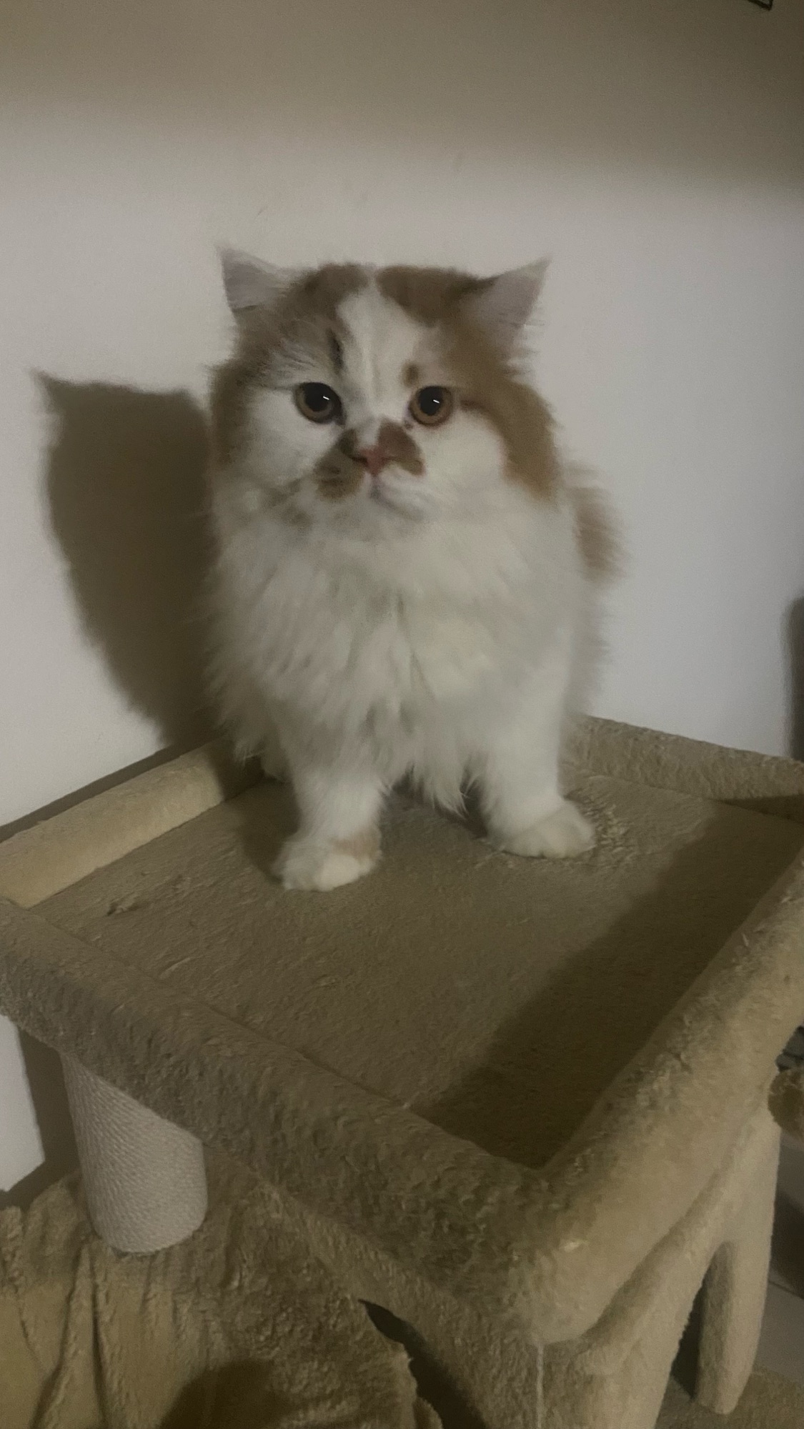 زغلول 3