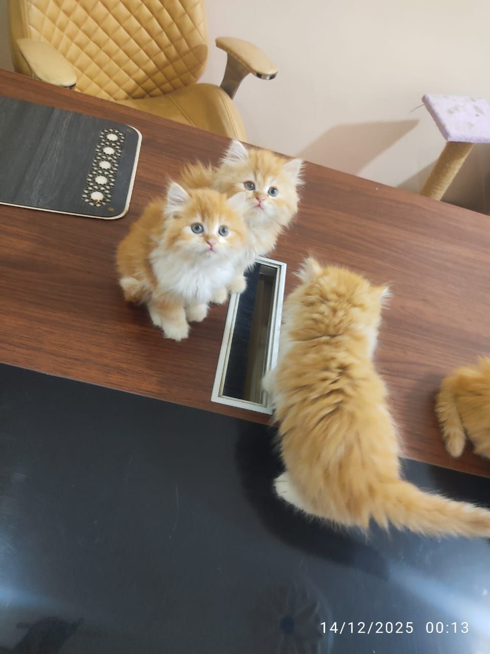 احلي دباديب جاهزين لبيتهم الجديد ليس للتبني 3