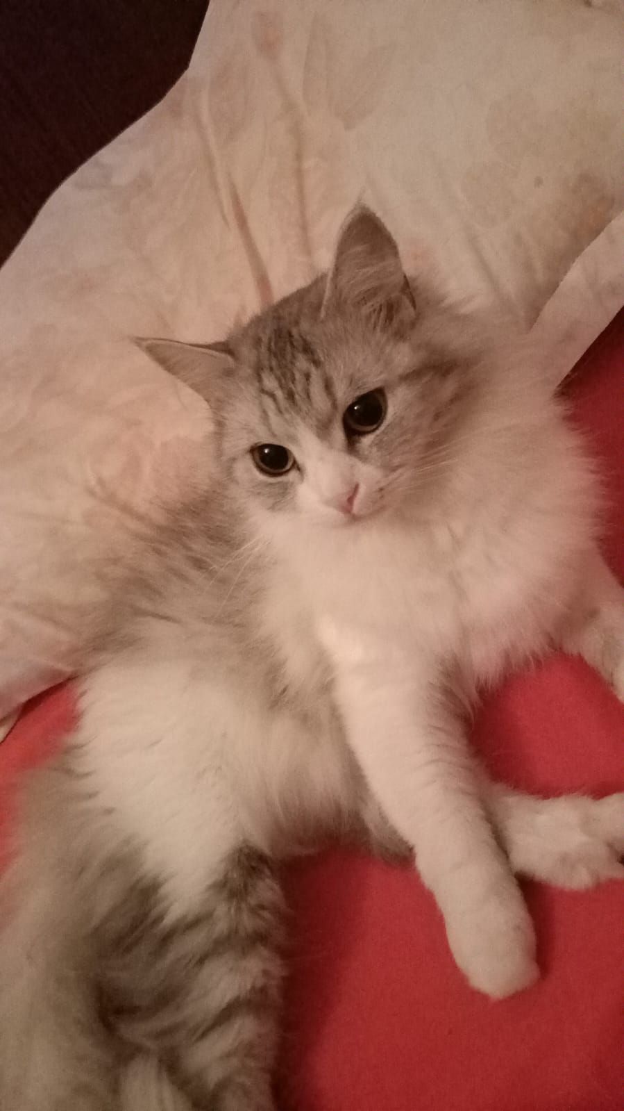 بوسبوس 3