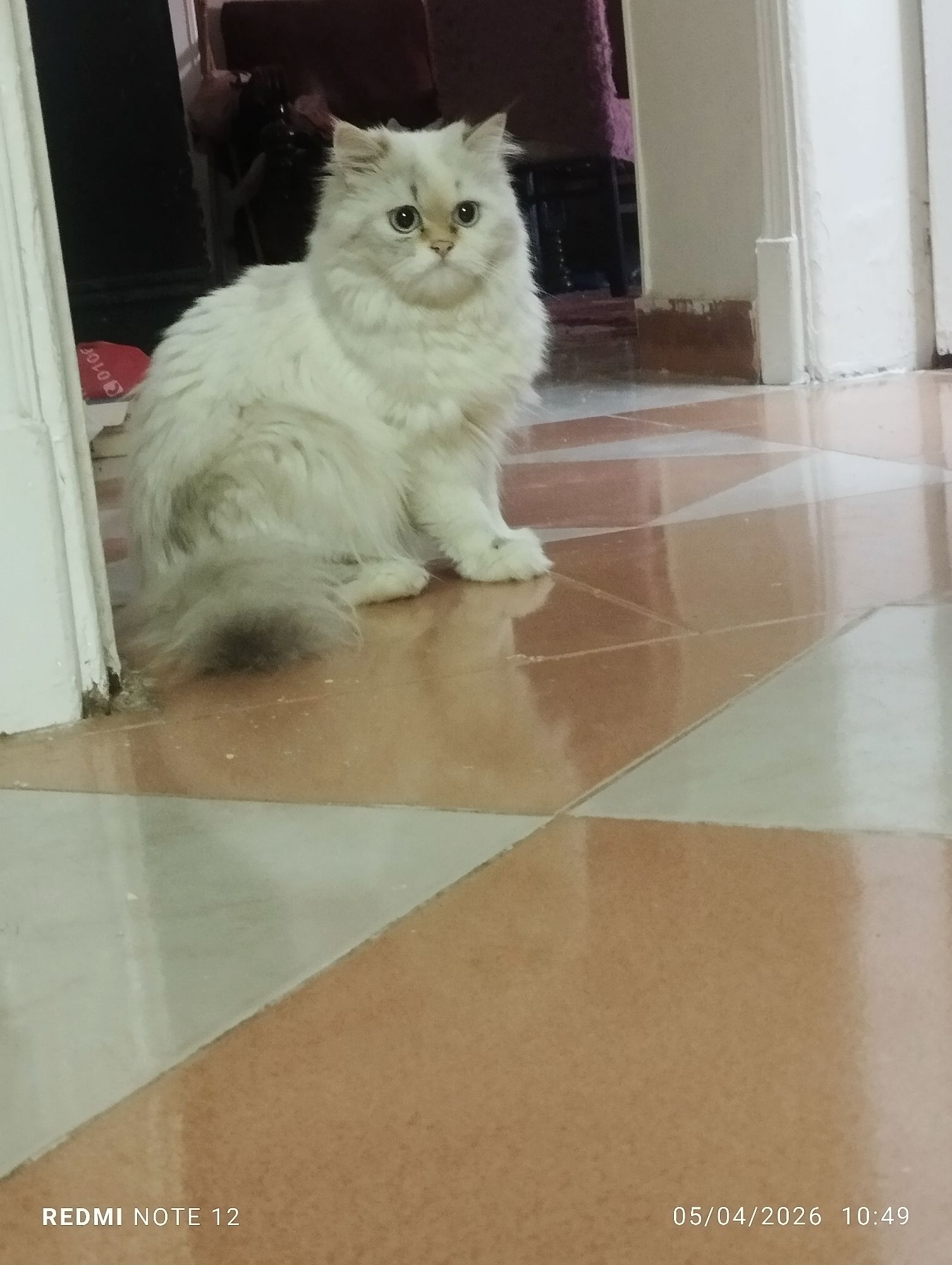 روكسان 3