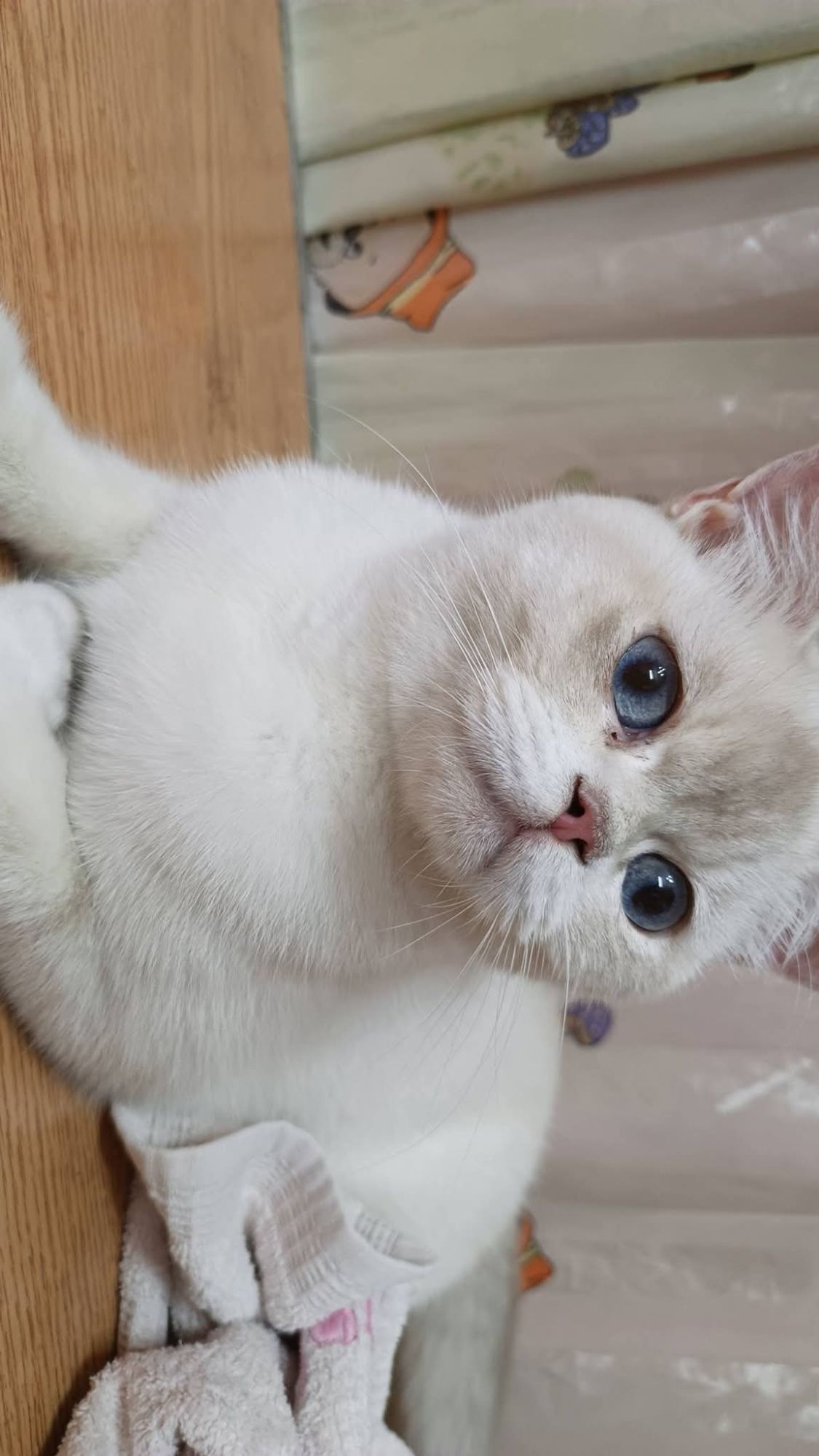 Kira 3