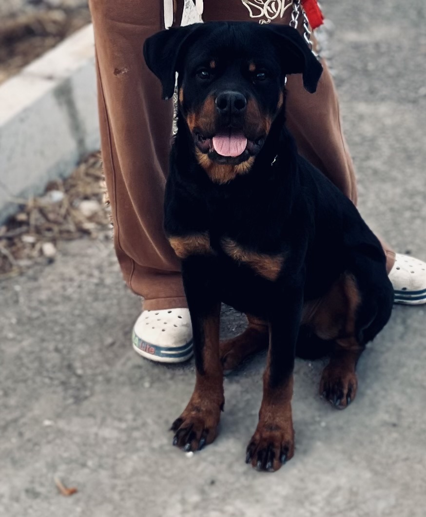 الشيخ زايد 3