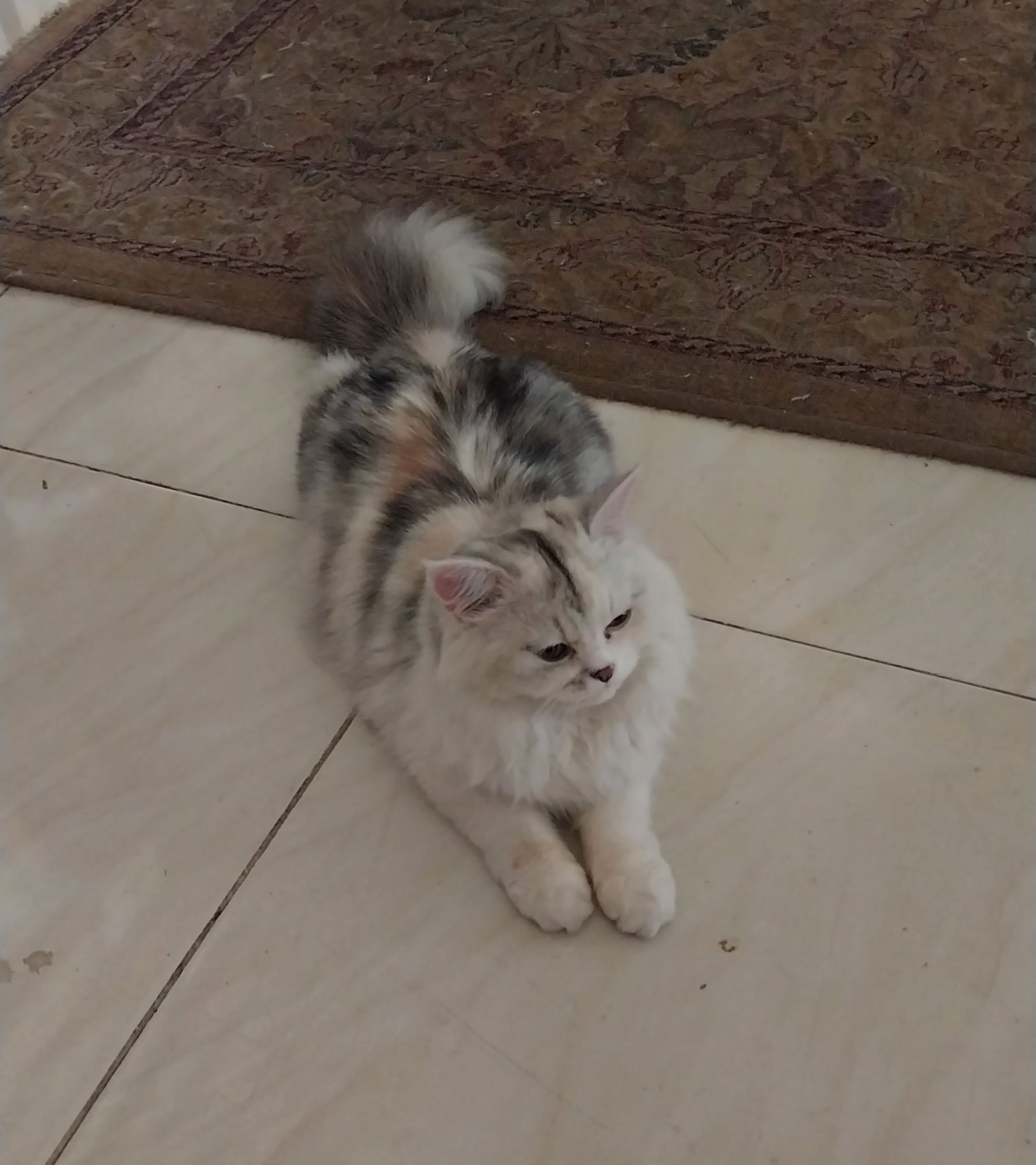 لوزة (لولي) 3