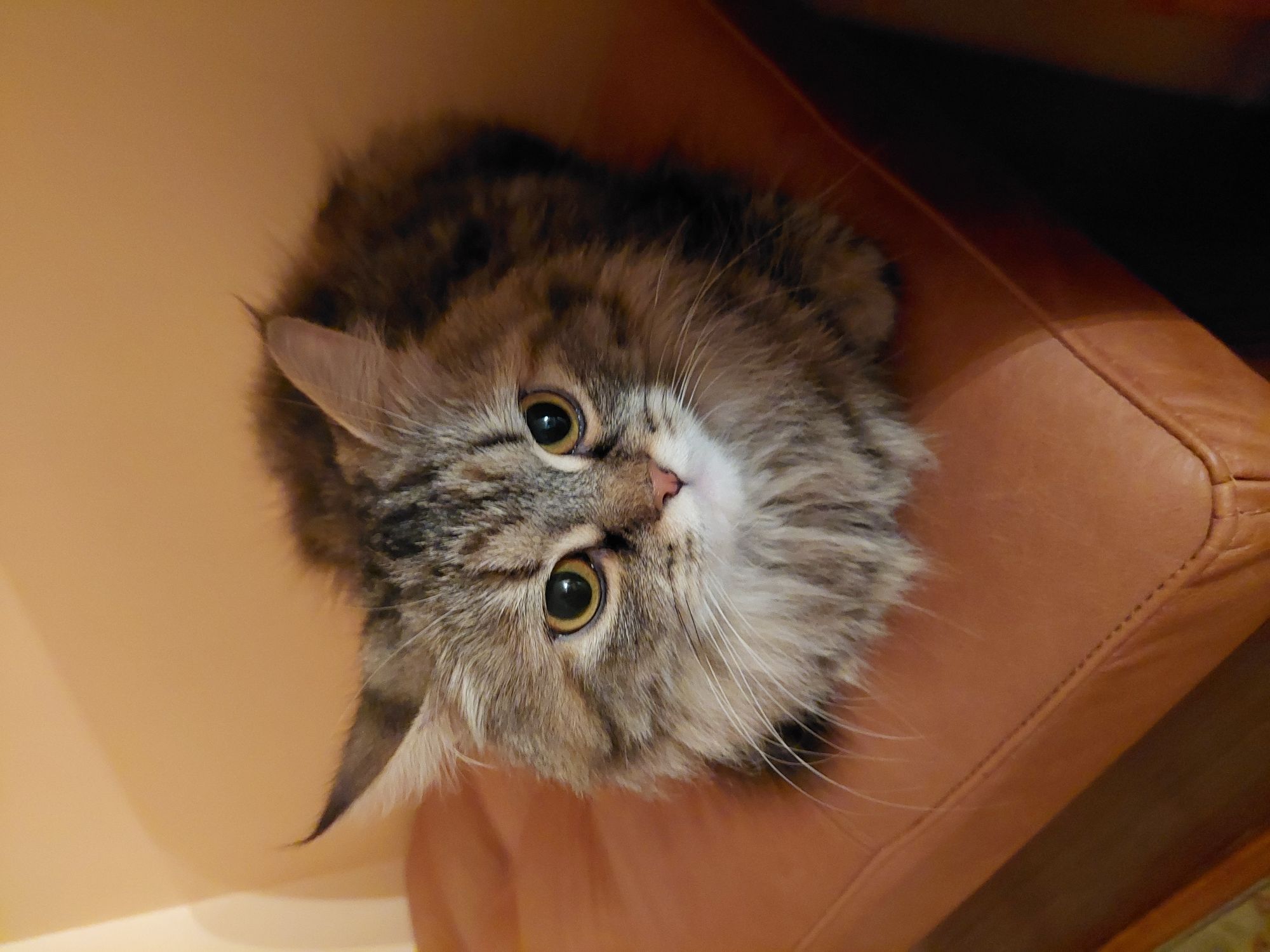 بوسي 🥹🐾🐾 3