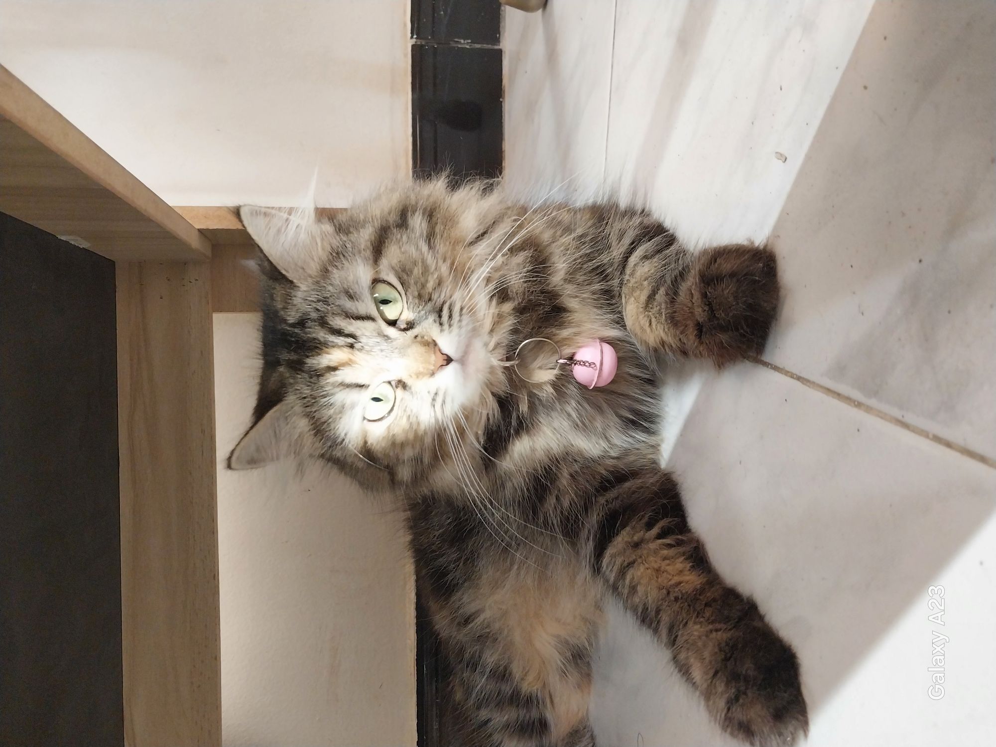 كراميل والدلع كوكو 3