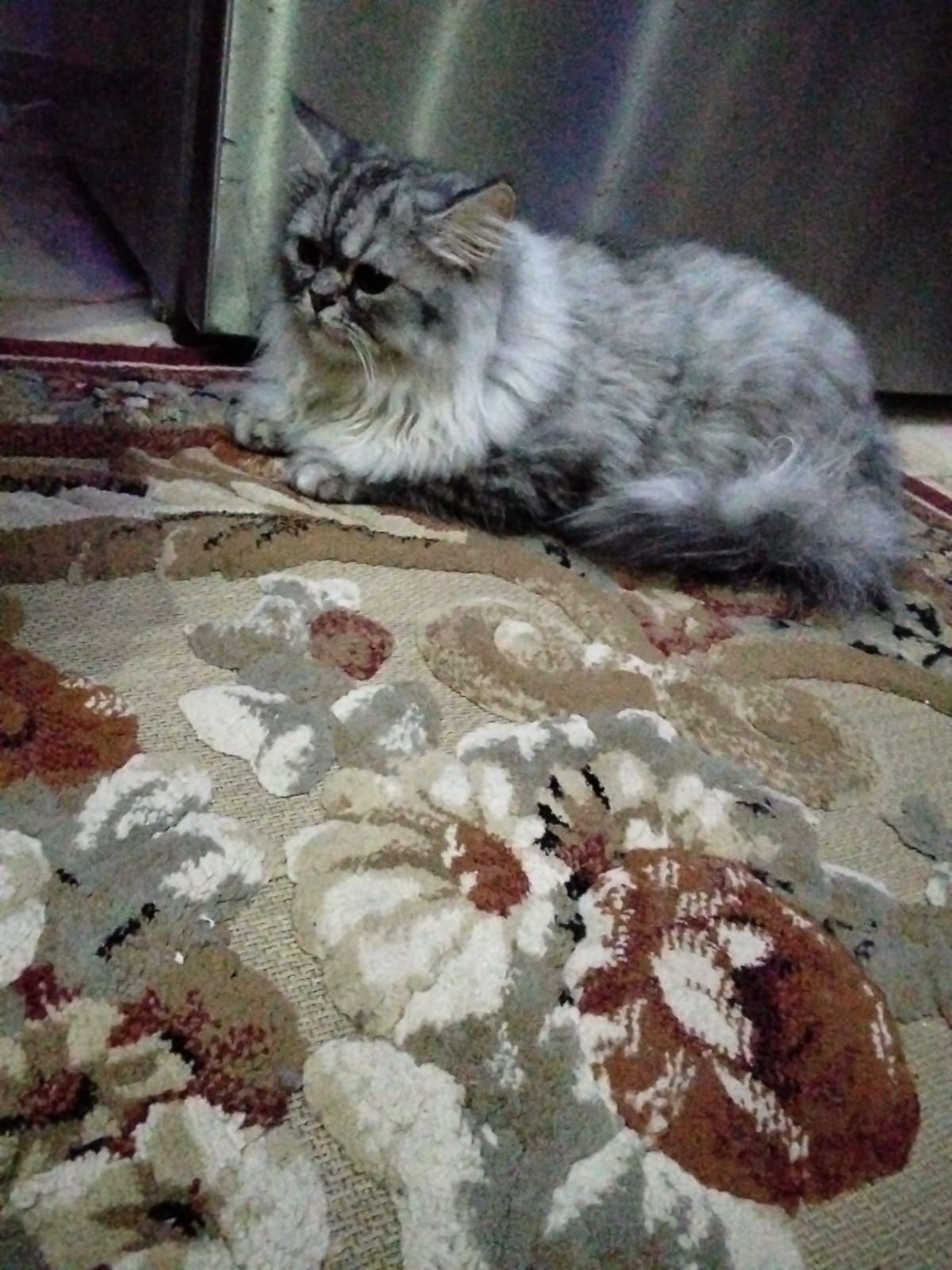 سيمبا 3