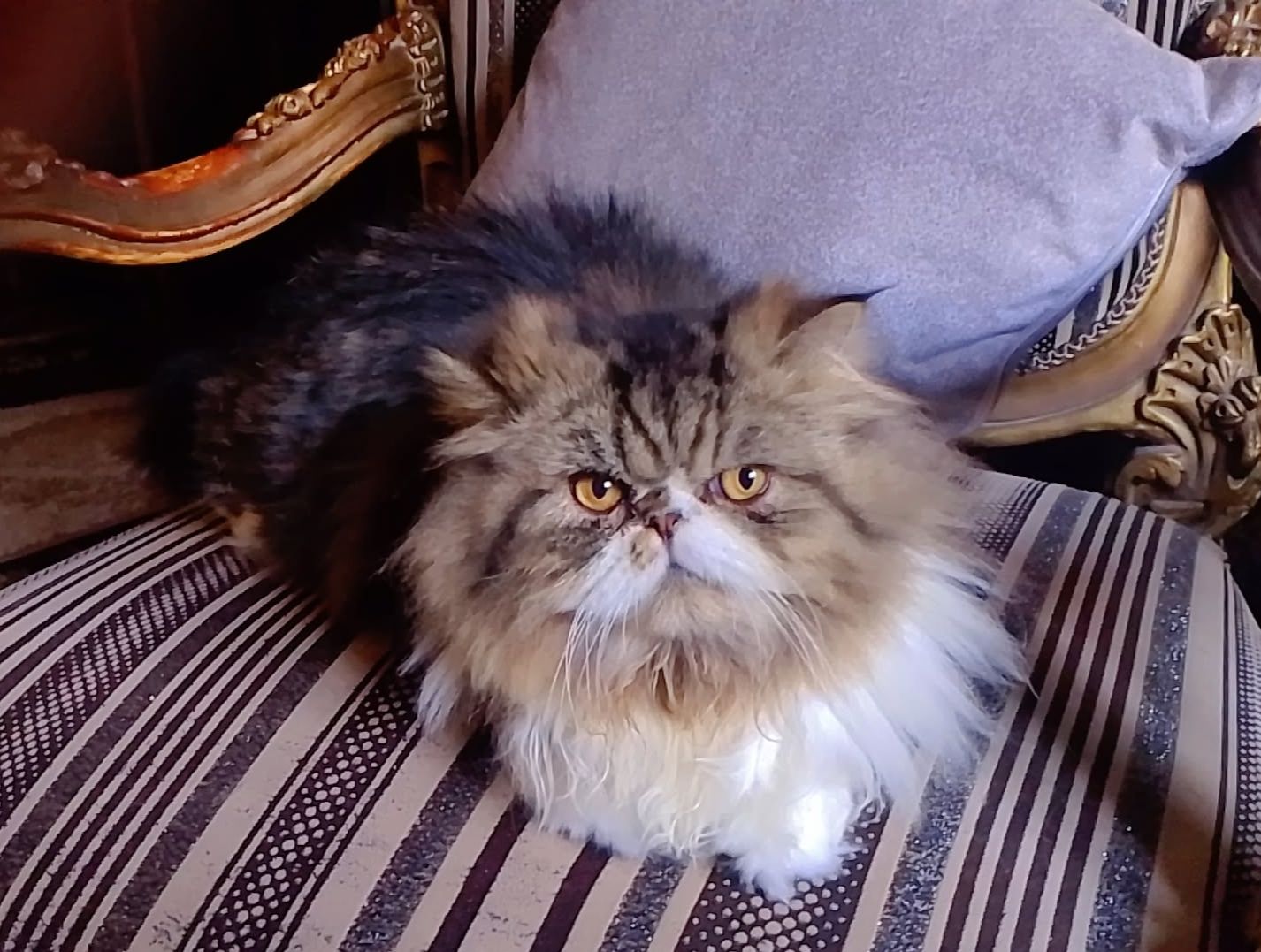 قط بيرشن زورار 3