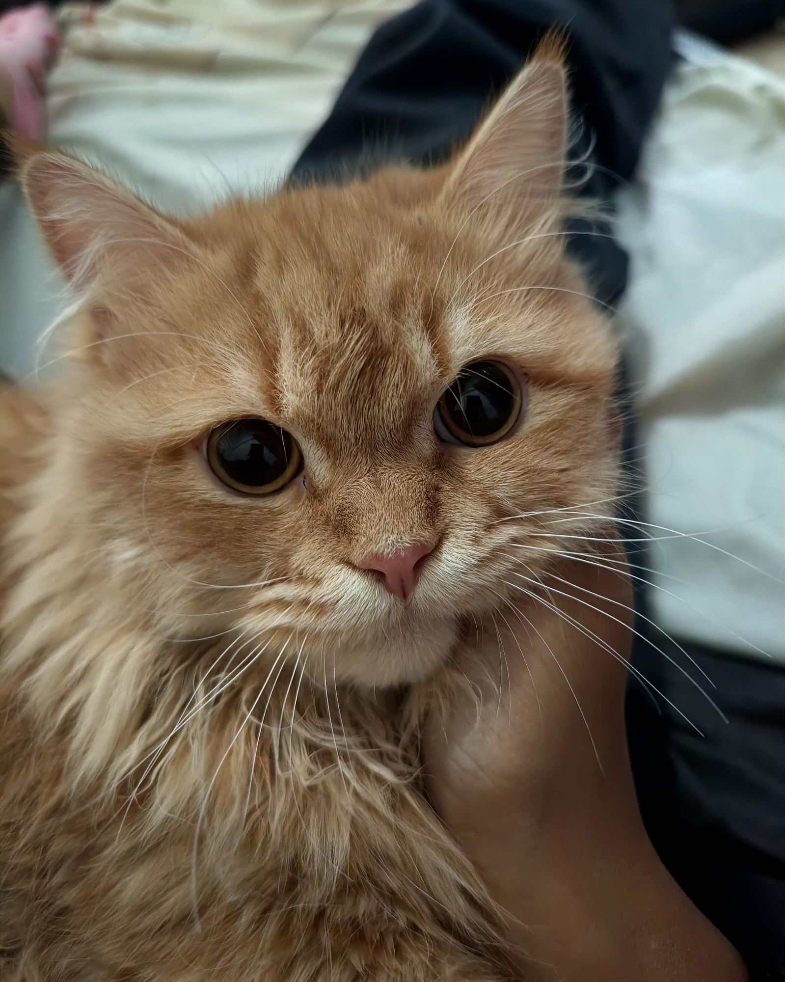 Simba سيمبا 3