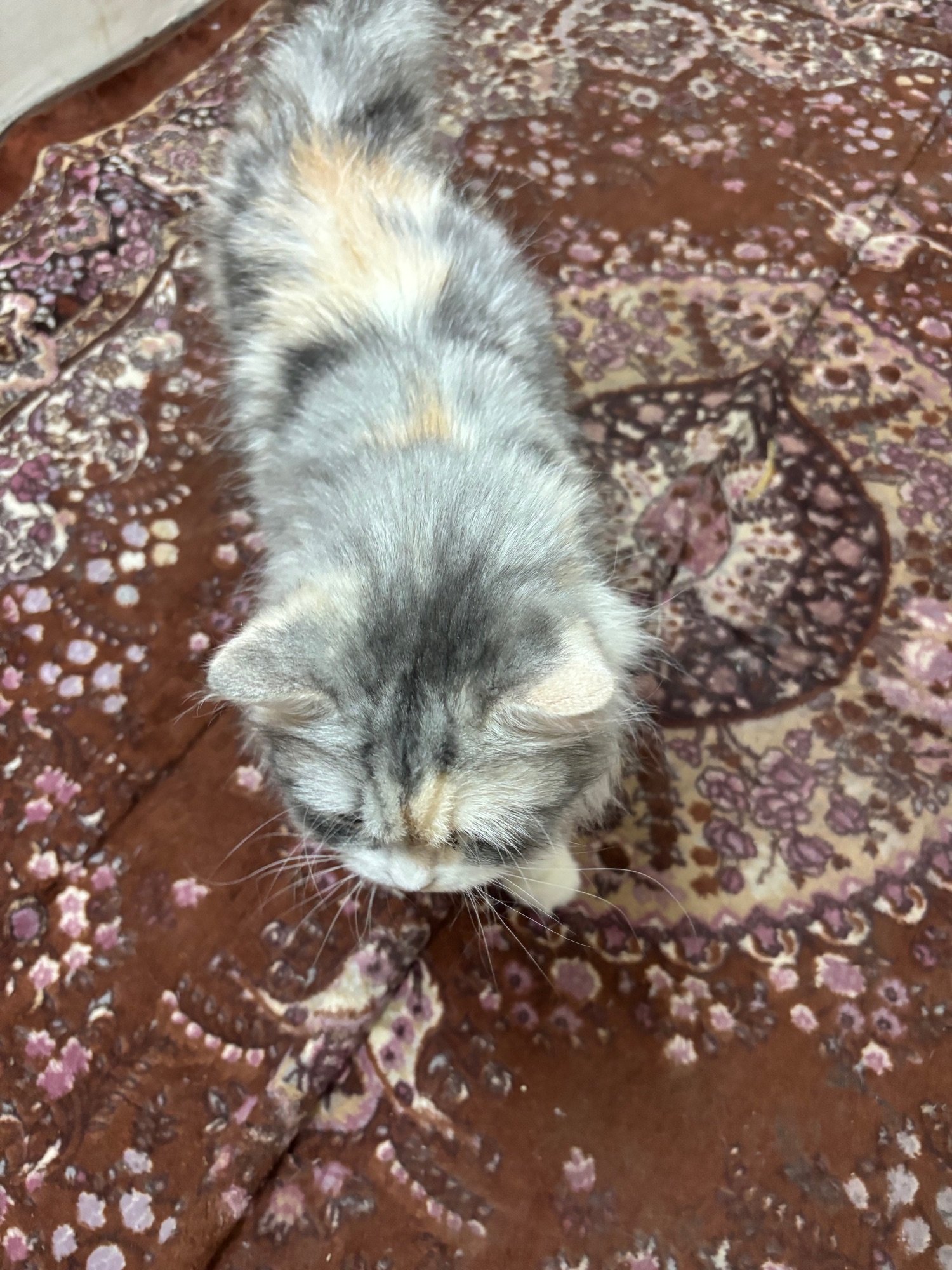 كيتي 3